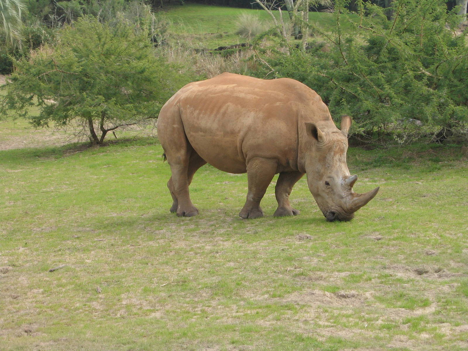 Disney's Animal Kingdom