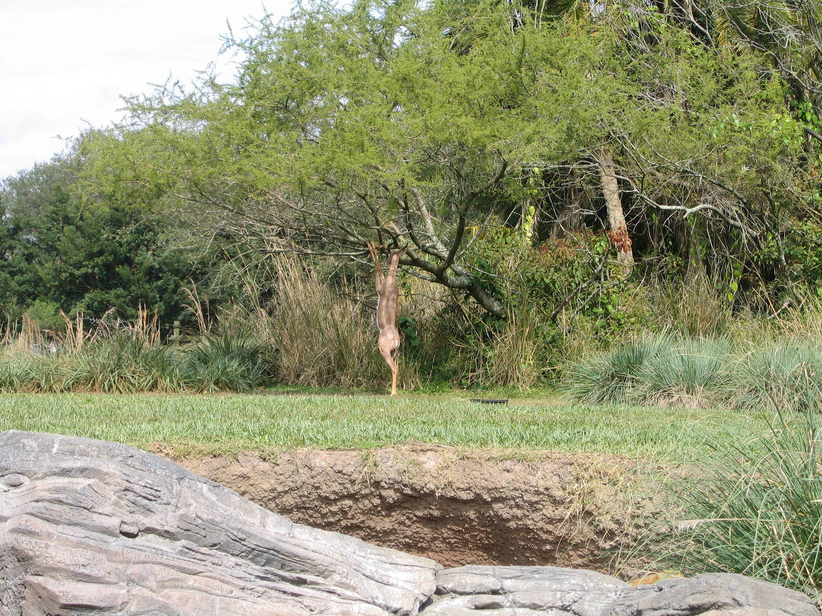 Disney's Animal Kingdom