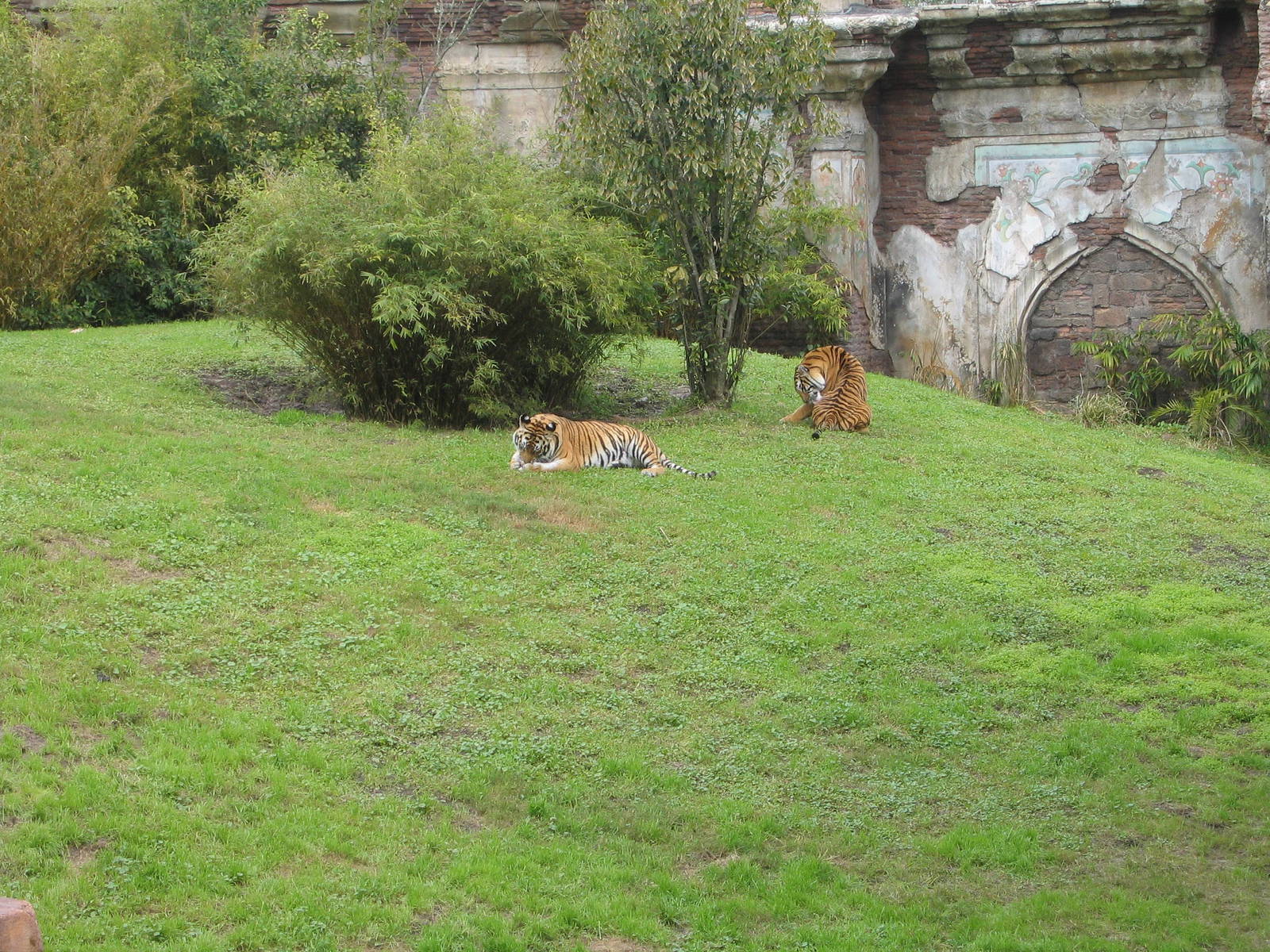 Disney's Animal Kingdom