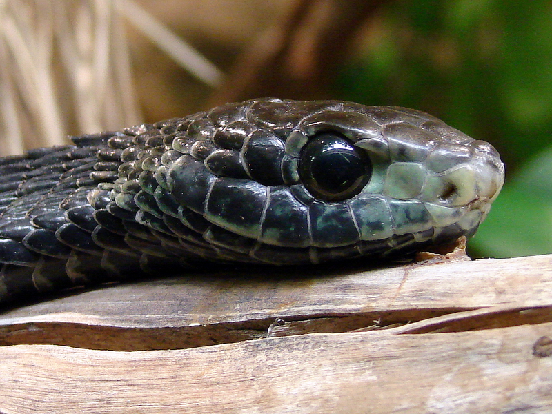 Dispholidus typus / Boomslang