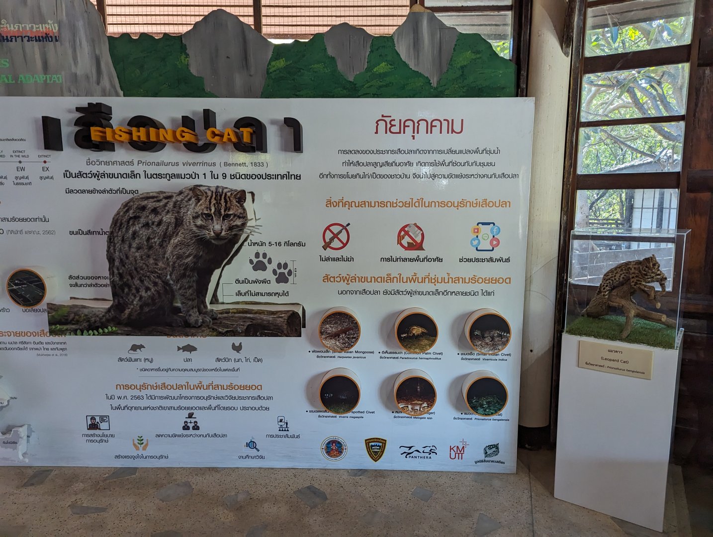 Display About Fishing Cats at one of their last Thai Strongholds - Khao Sam Roi Yot National Park
