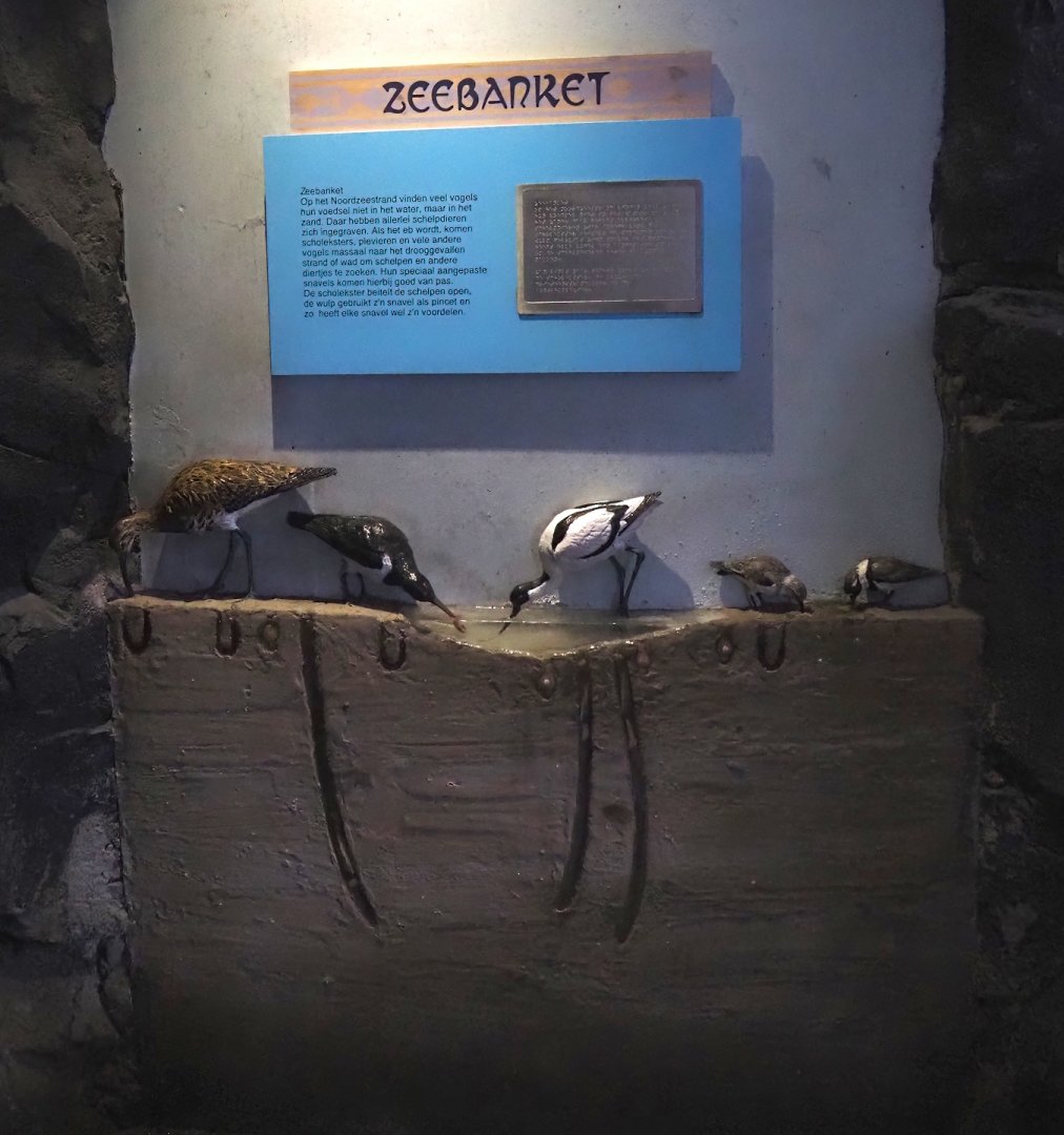 Display about niches of waders feeding on mudflats, 2024-06-30