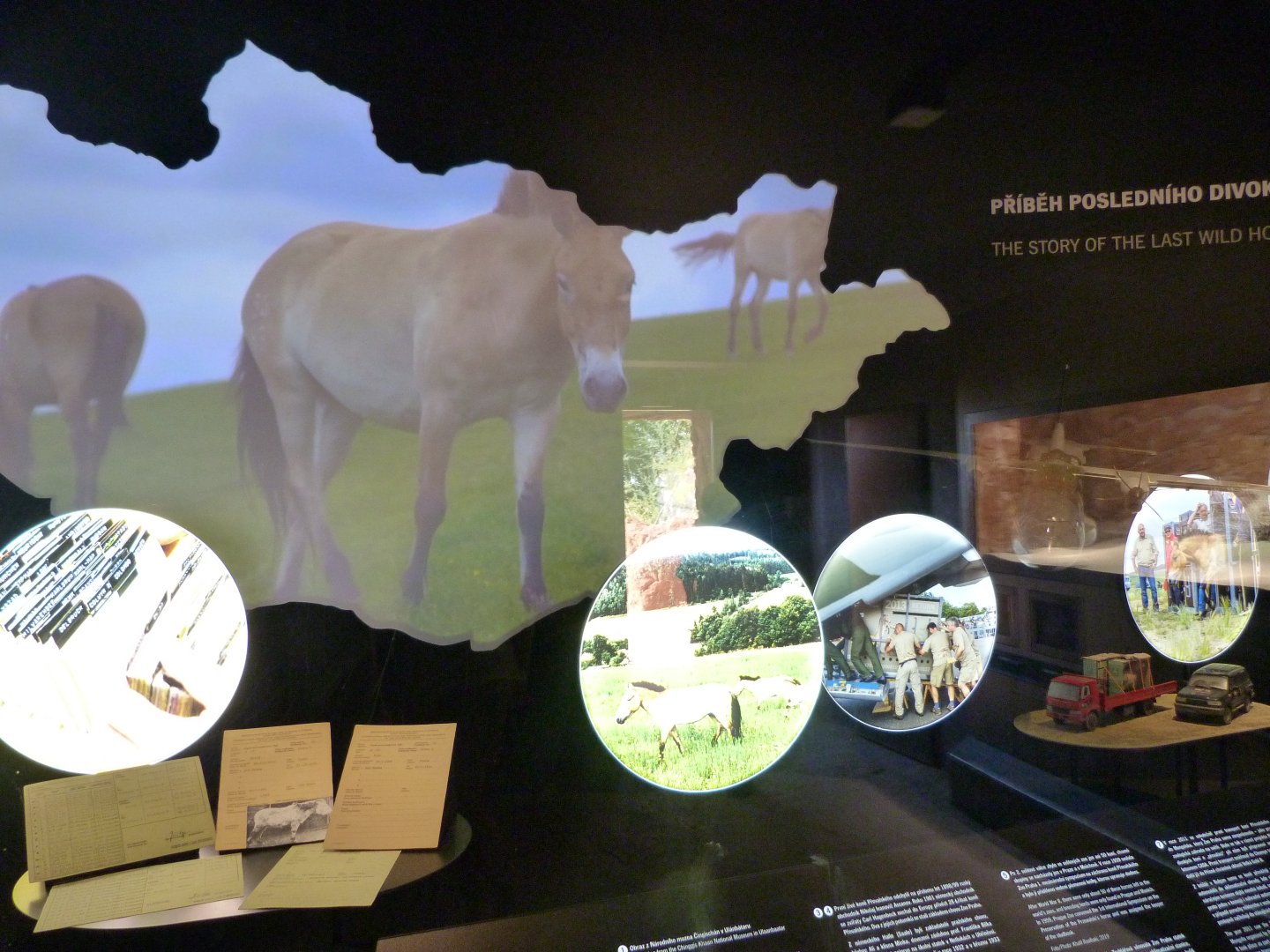 Display about Przewalski's horse conservation -Zoo Praha (2025)