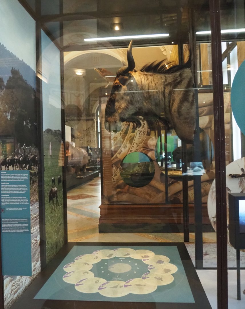Display about wildebeest migration, with mounted head, 2021-10-20