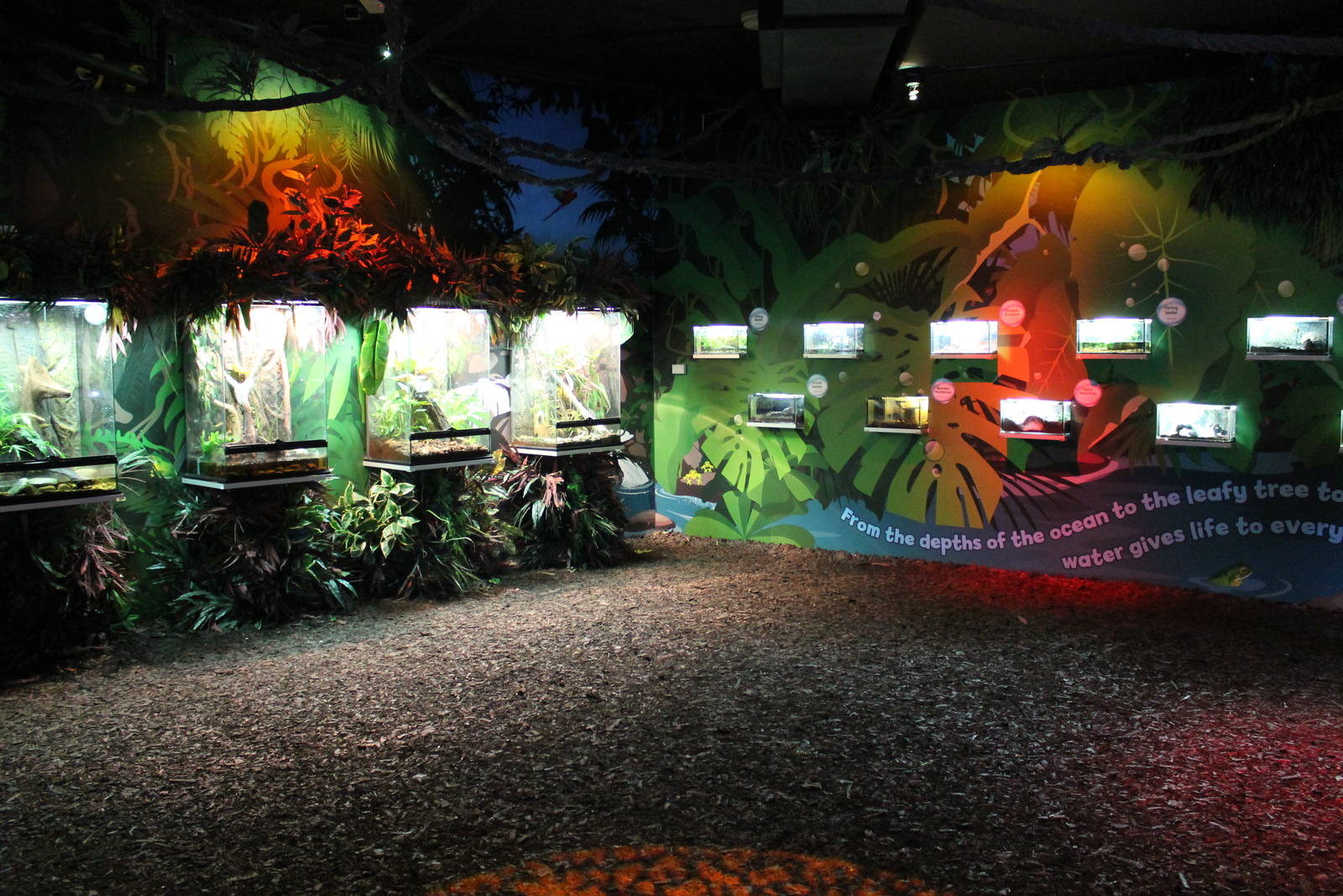 display area for invertebrates