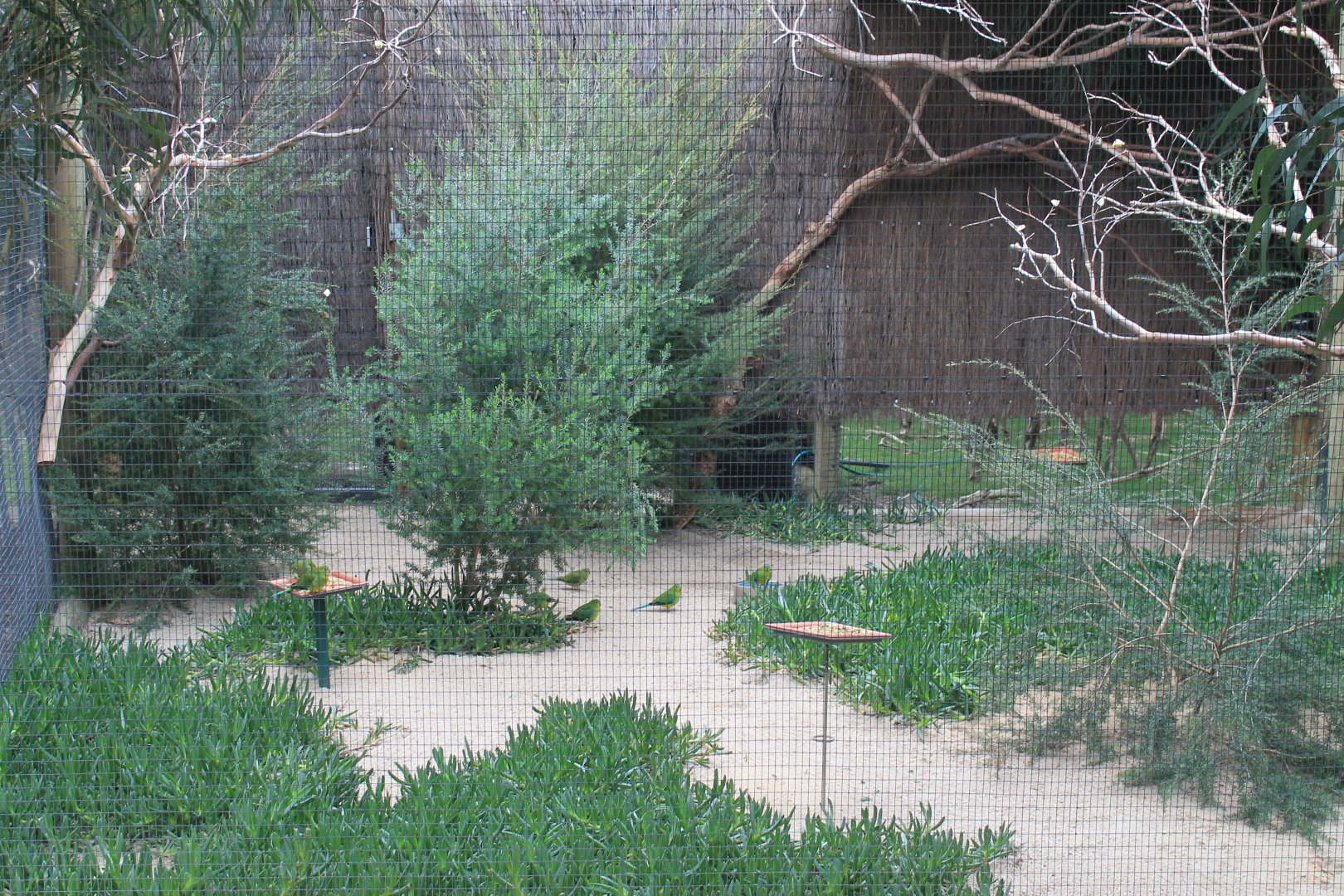 display aviary for Orange-bellied Parrots (Neophema chrysogaster)