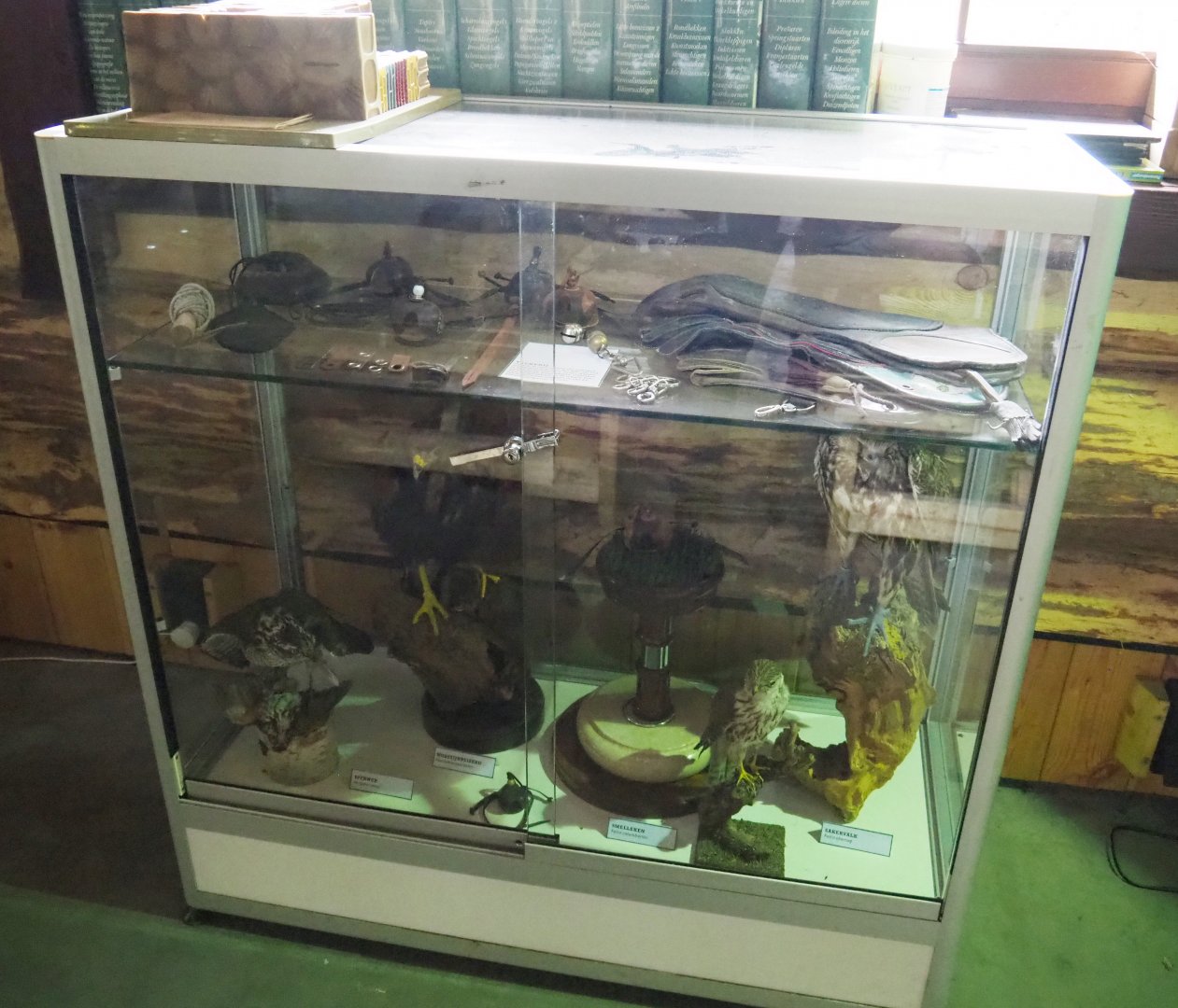 Display cabinet with falconry materials and European raptor specimens, 2022-05-17