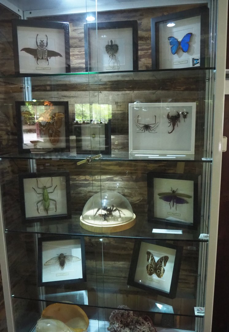 Display cabinet with invertebrate specimens, 2022-05-17
