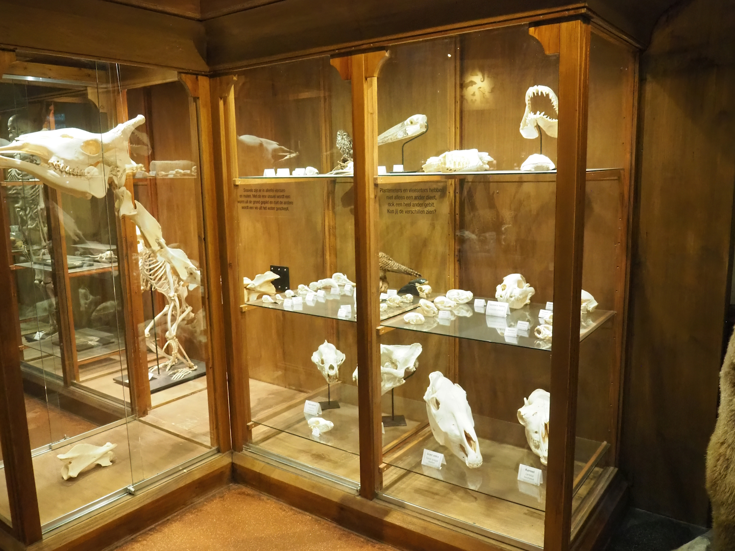 Display case in zoological museum area of 100.000 Animals House, 2023-09-24