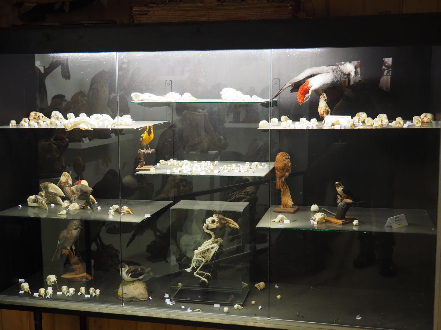 Display case with bird skulls and taxidermy specimens, 2019-08-04