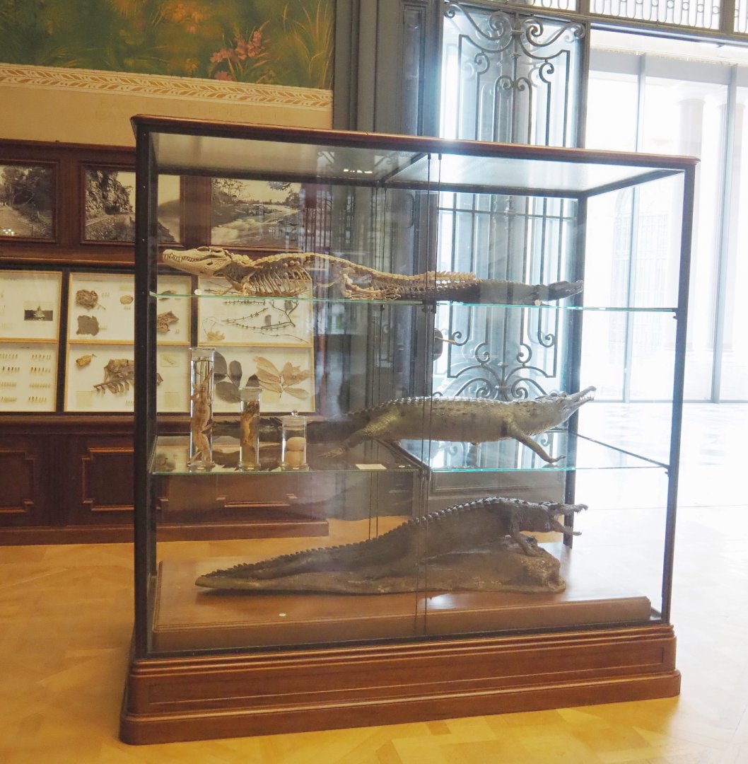Display case with crocodilian specimens, 2021-10-20