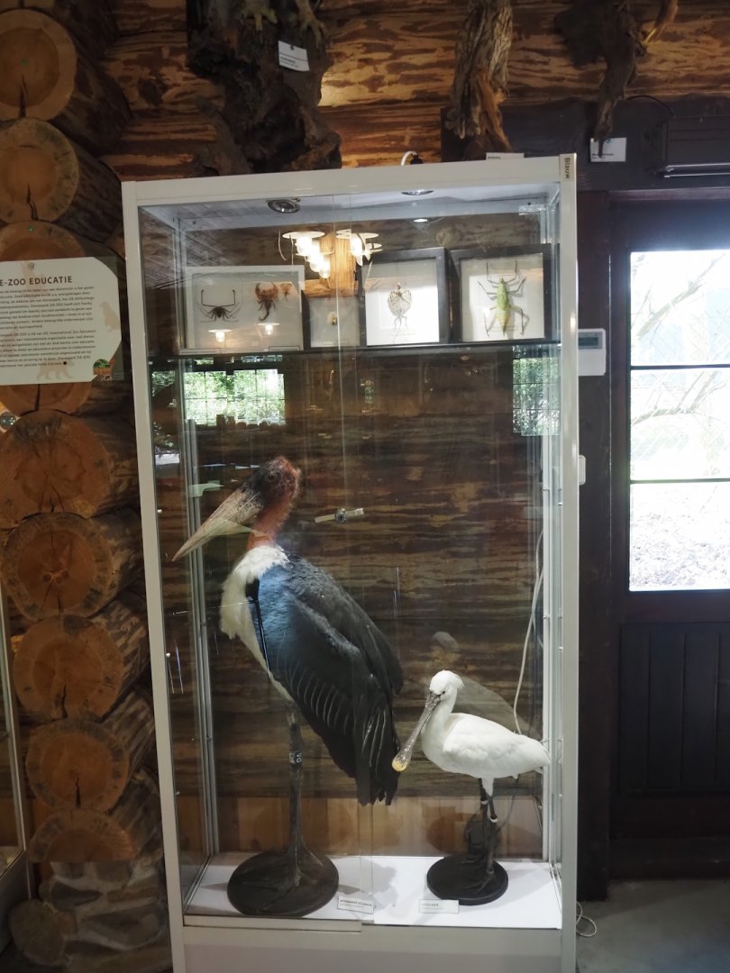 Display case with marabou and Eurasian spoonbill taxidermies and dried insect and reptile specimens, 2025-04-12