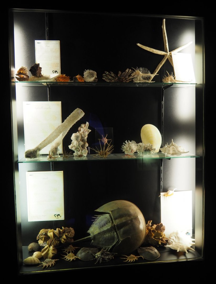 Display case with marine invertebrate specimens, 2020-09-03