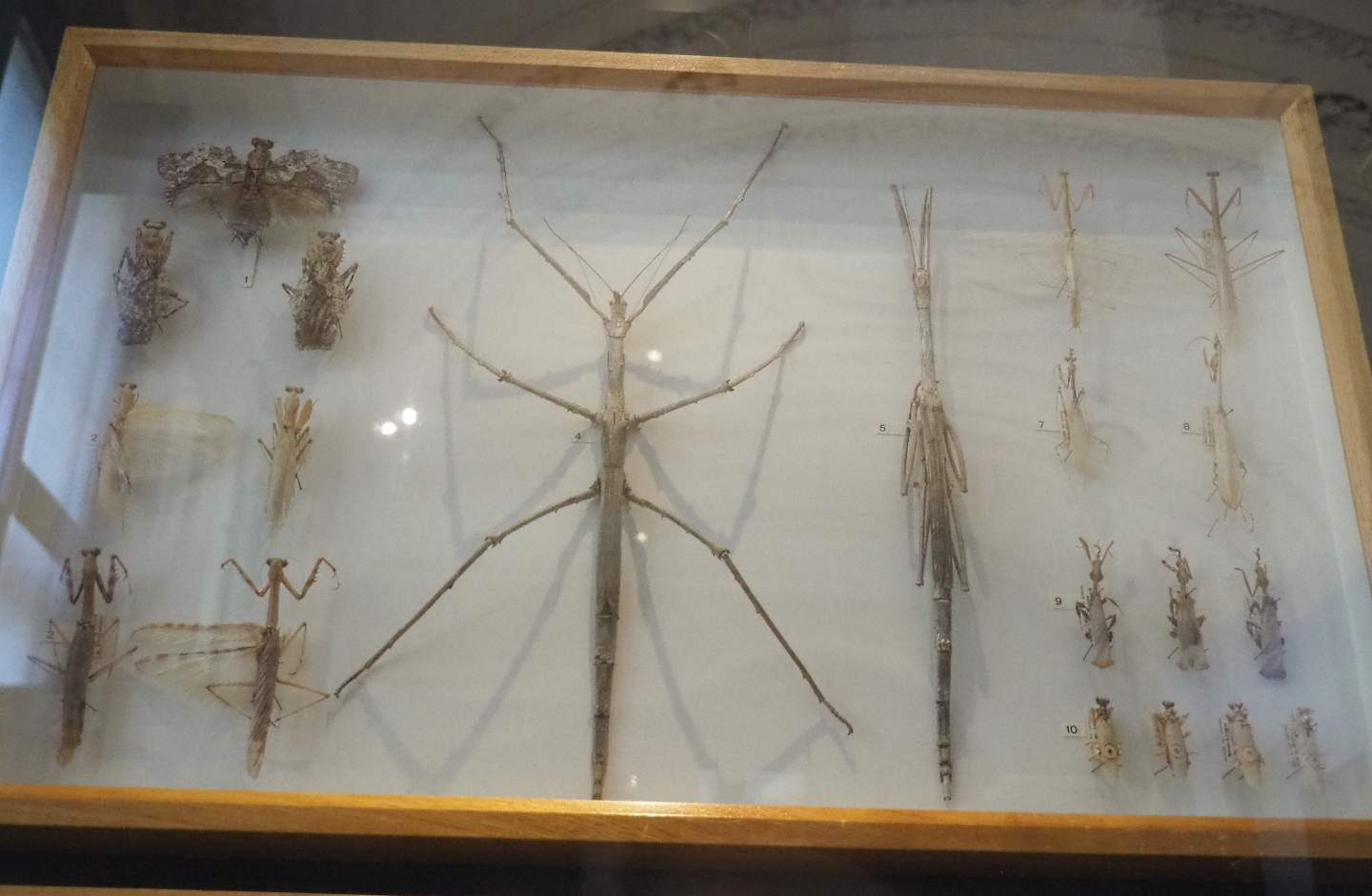 Display case with Phasmid specimens, 2021-10-20