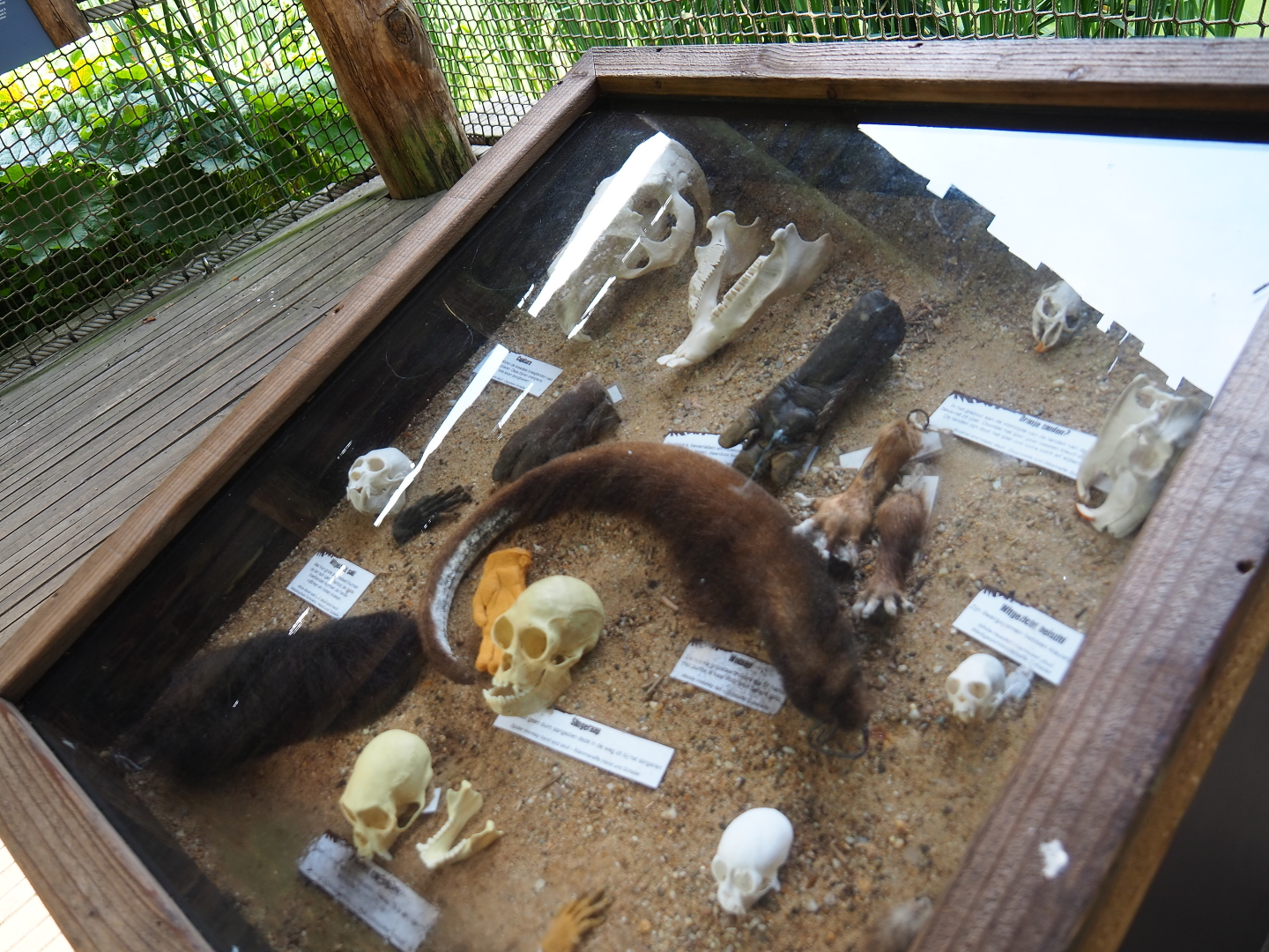 Display case with South American monkey and rodent parts, 2019-07-21