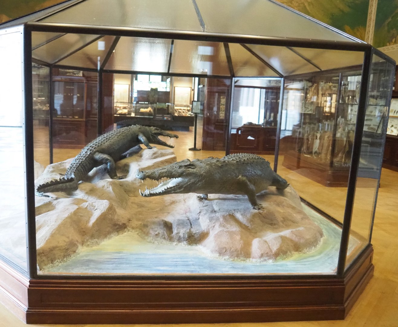 Display case with two large Nile crocodile (Crocodilus niloticus) specimens, 2021-10-20
