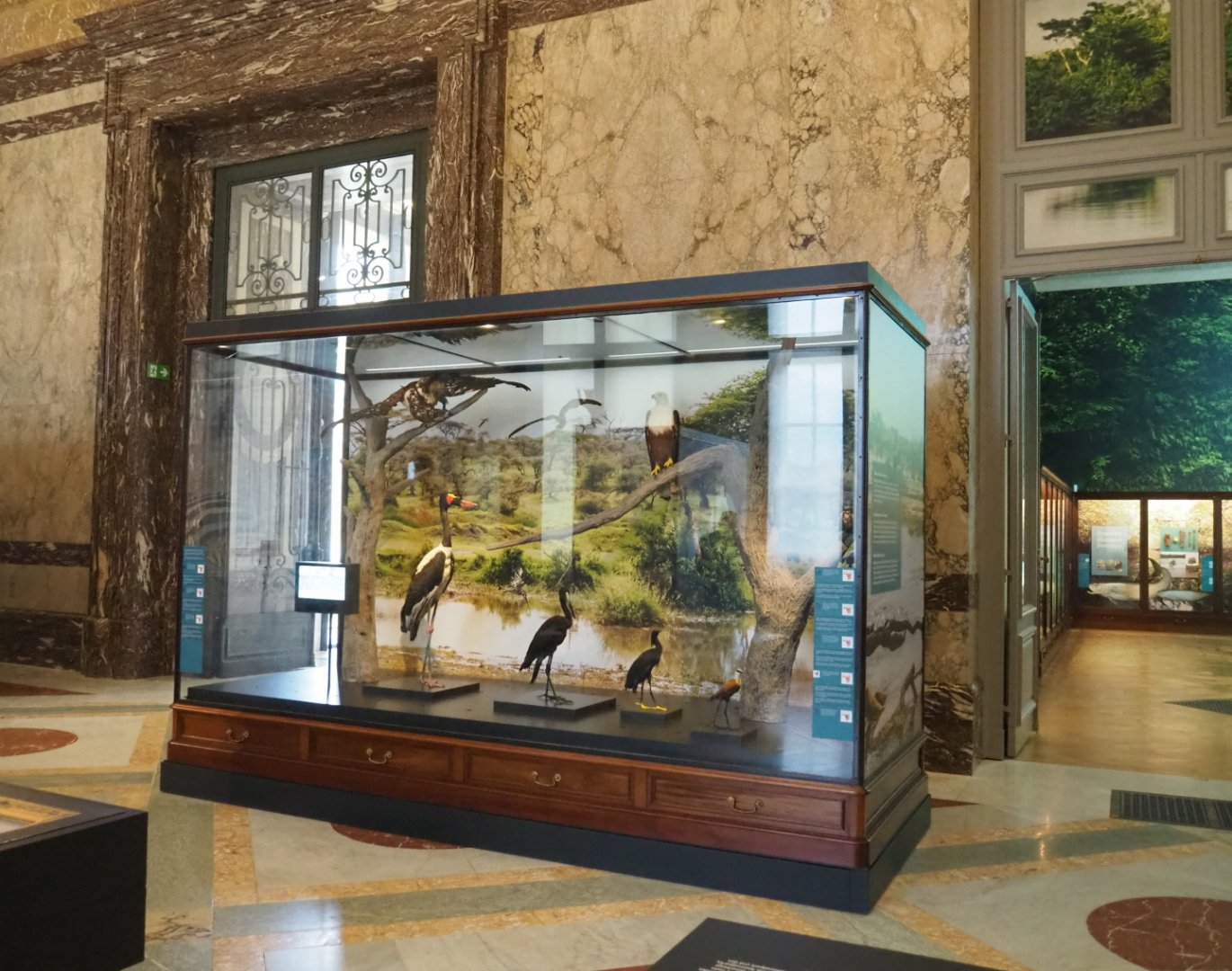 Display case with wetland birds, 2021-10-20