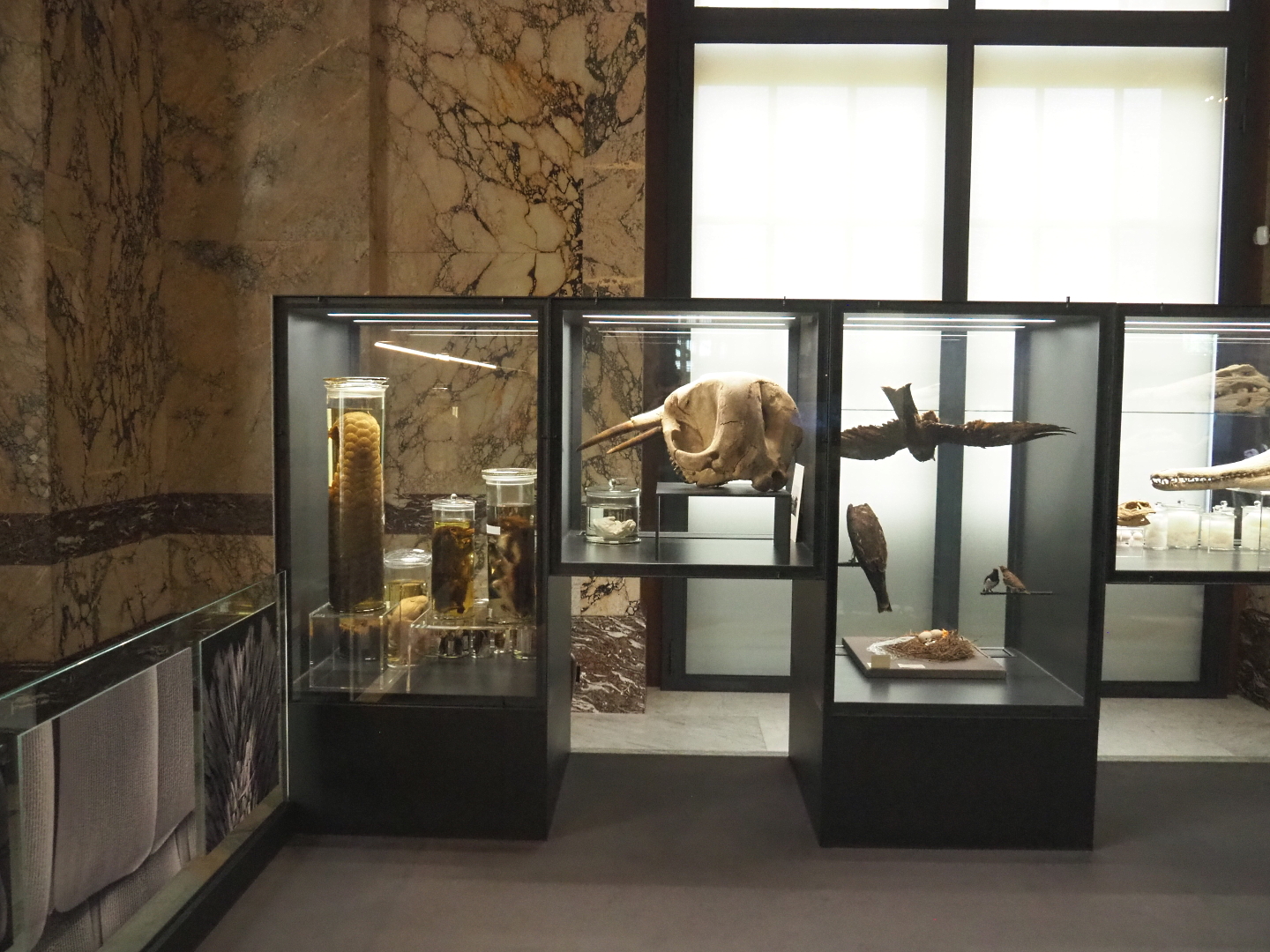 Display cases in the Taxolab, 2021-10-20