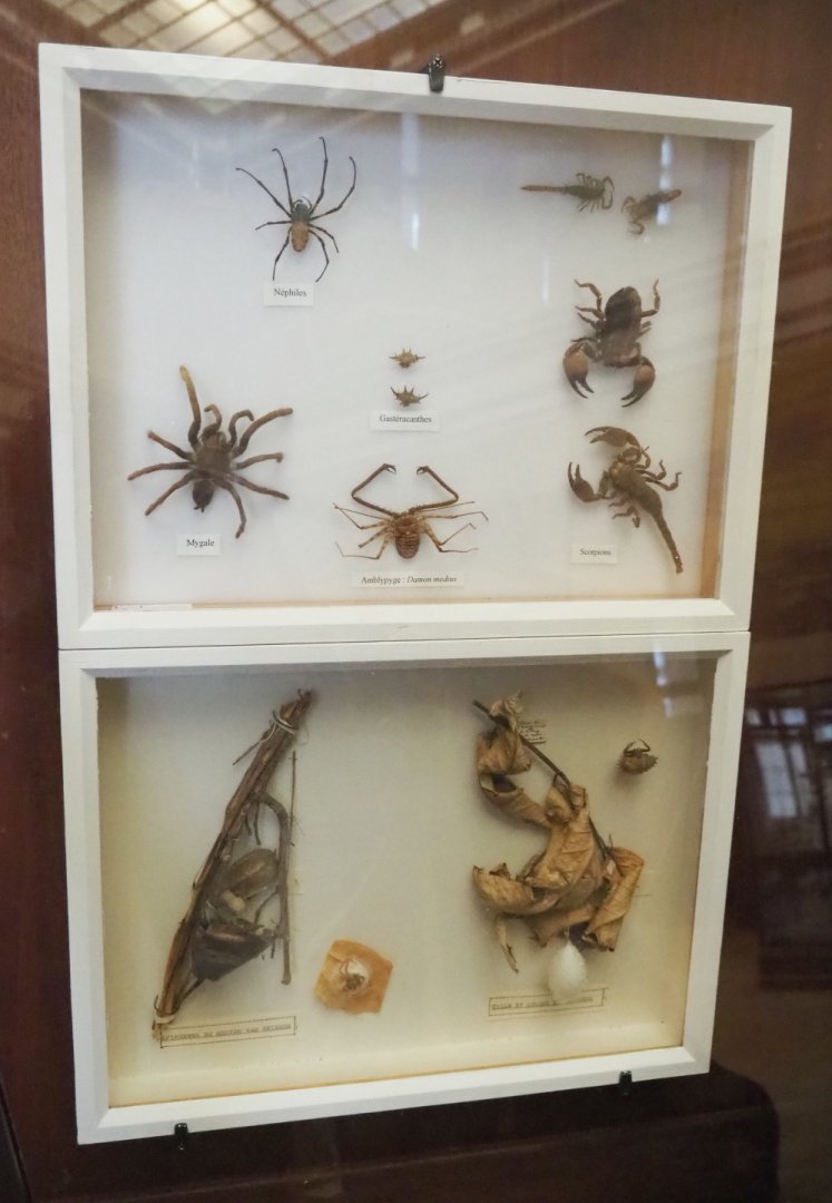 Display cases with arachnid specimens, 2021-10-20