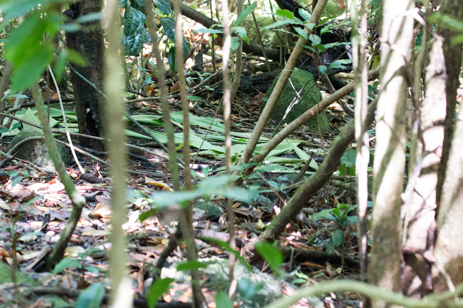 Display court of the Tooth-billed Bowerbird