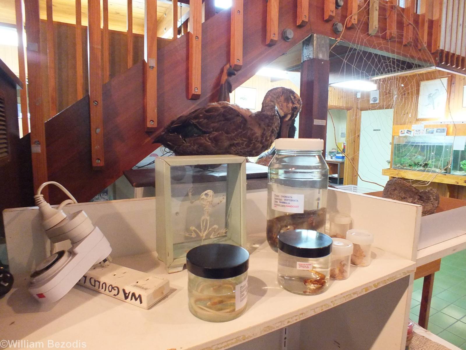 Display - Herdsman Lake Visitor Centre