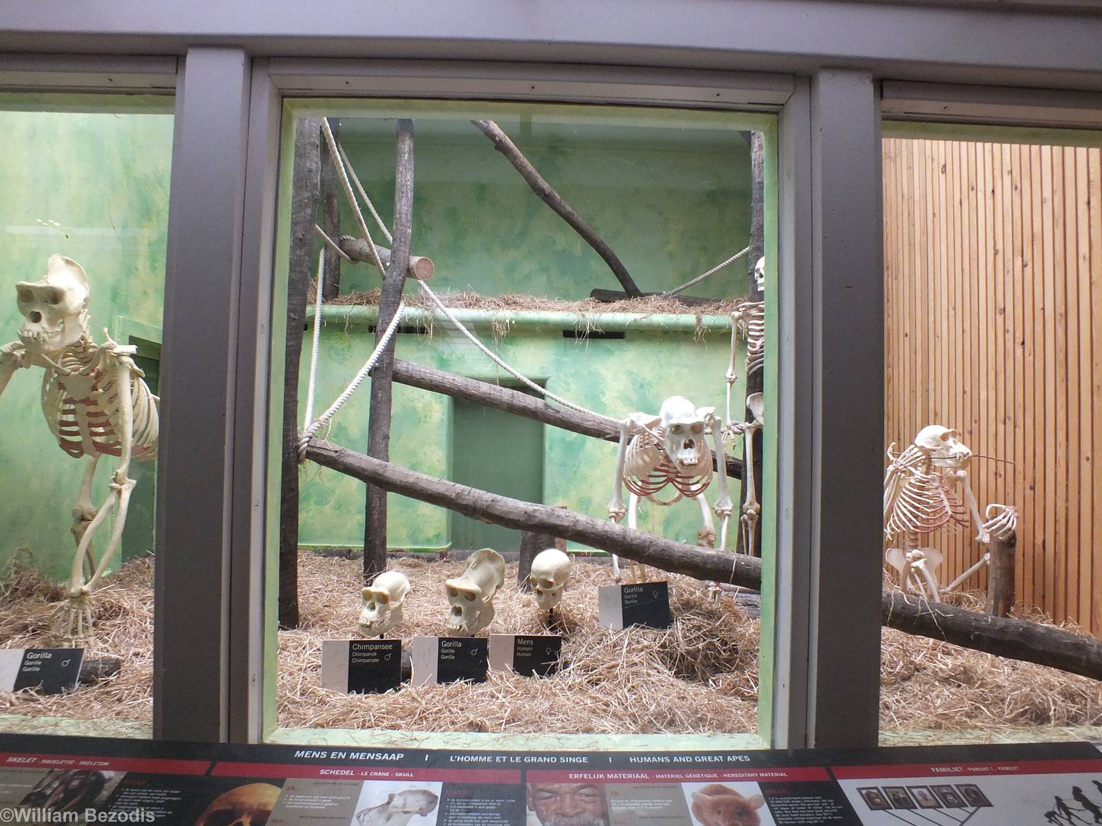 Display in Great Apes building