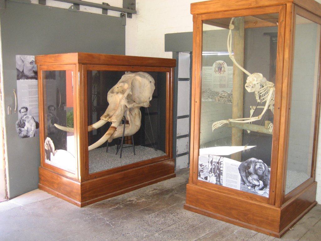 Display in Old Elephant House