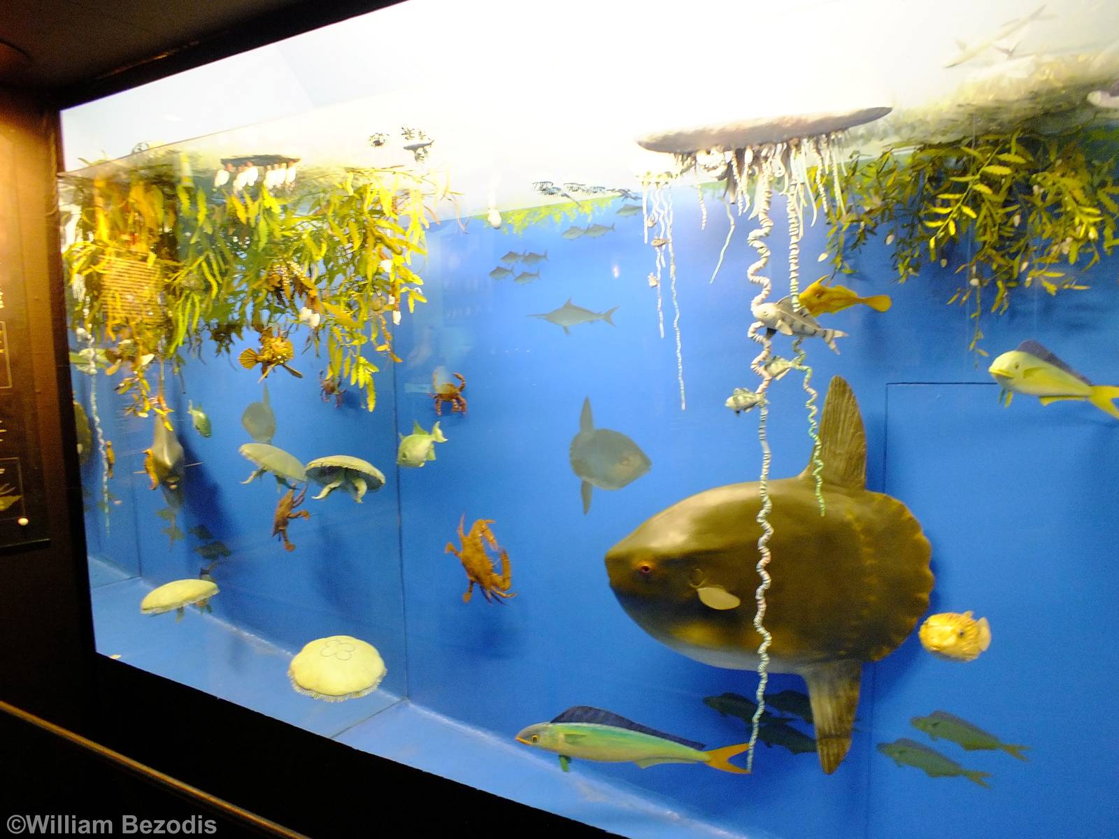 Display in the Edcuation Chamber - Gdynia Aquarium