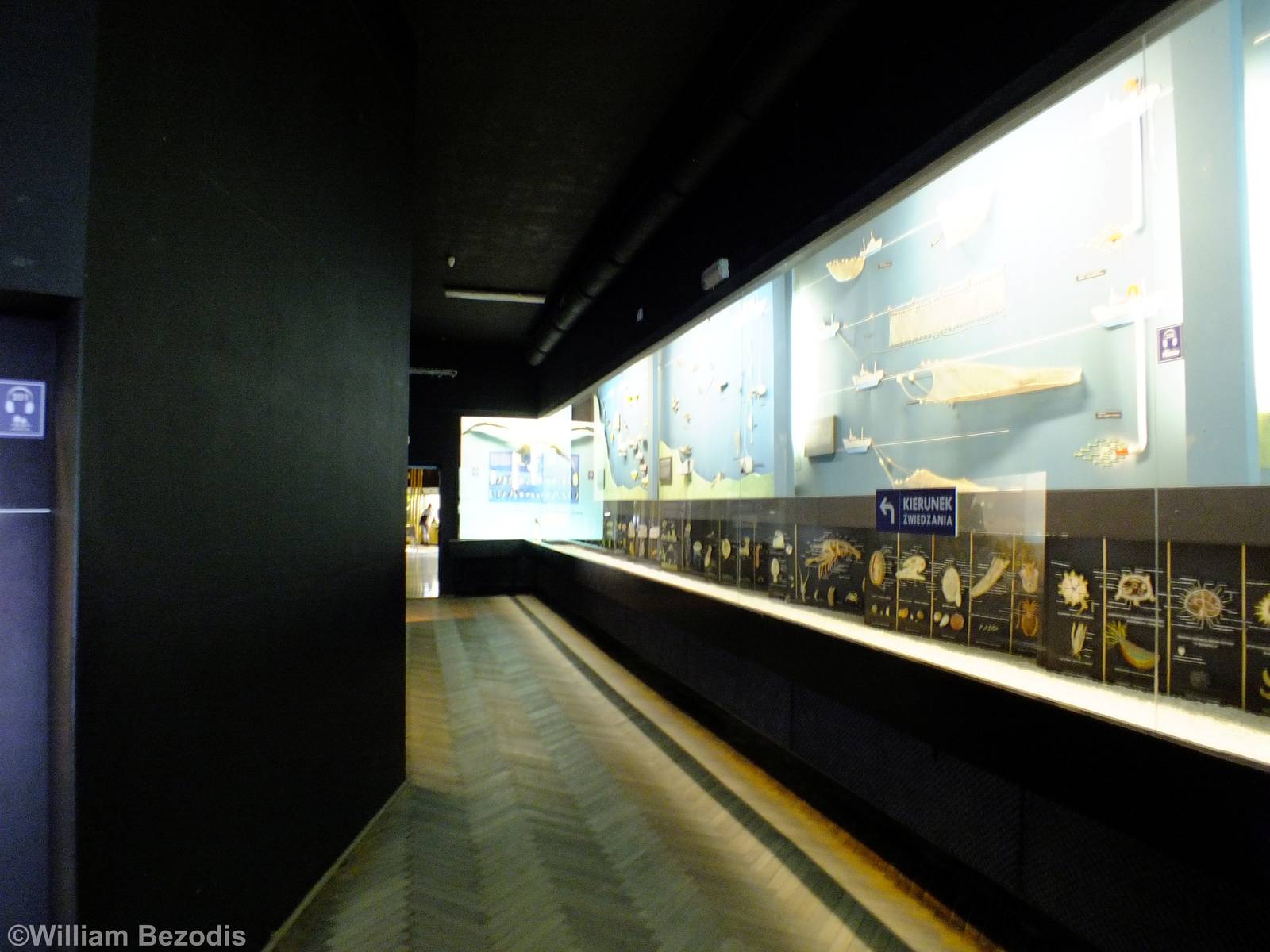 Display in the Education Chamber - Gdynia Aquarium