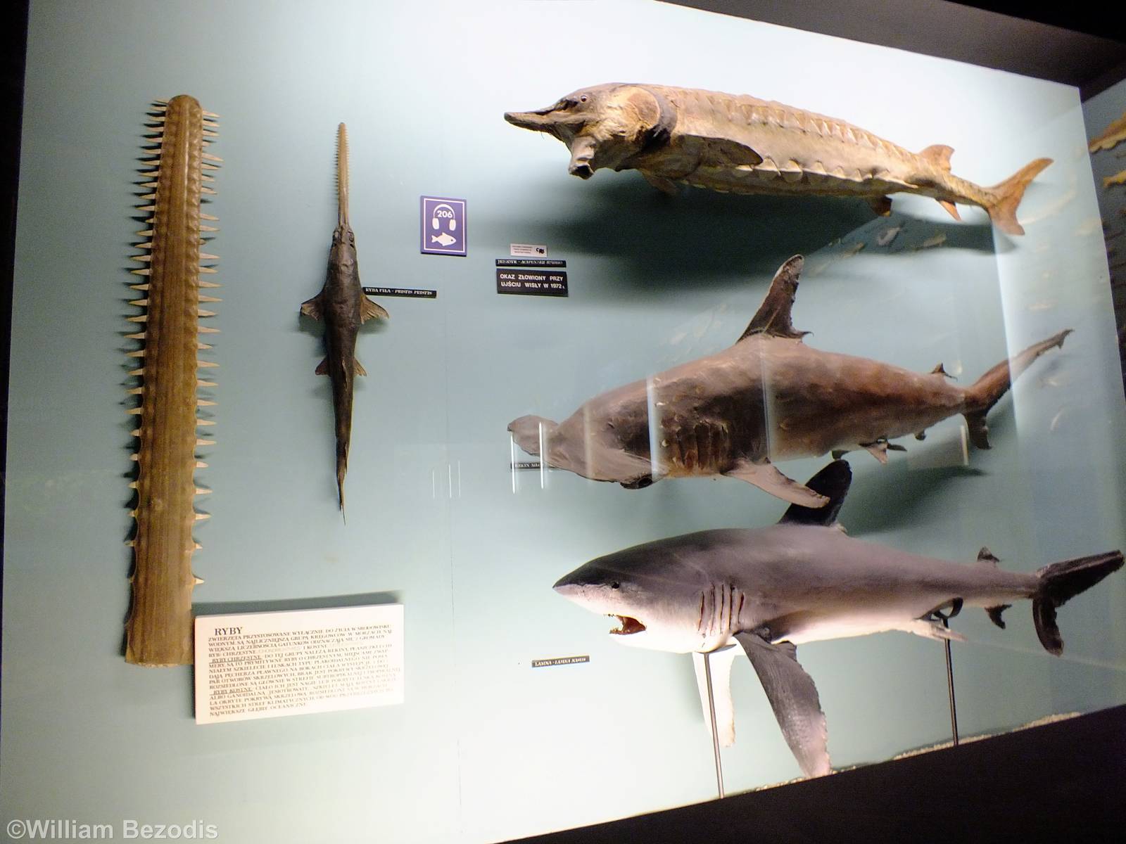 Display in the Education Chamber - Gdynia Aquarium