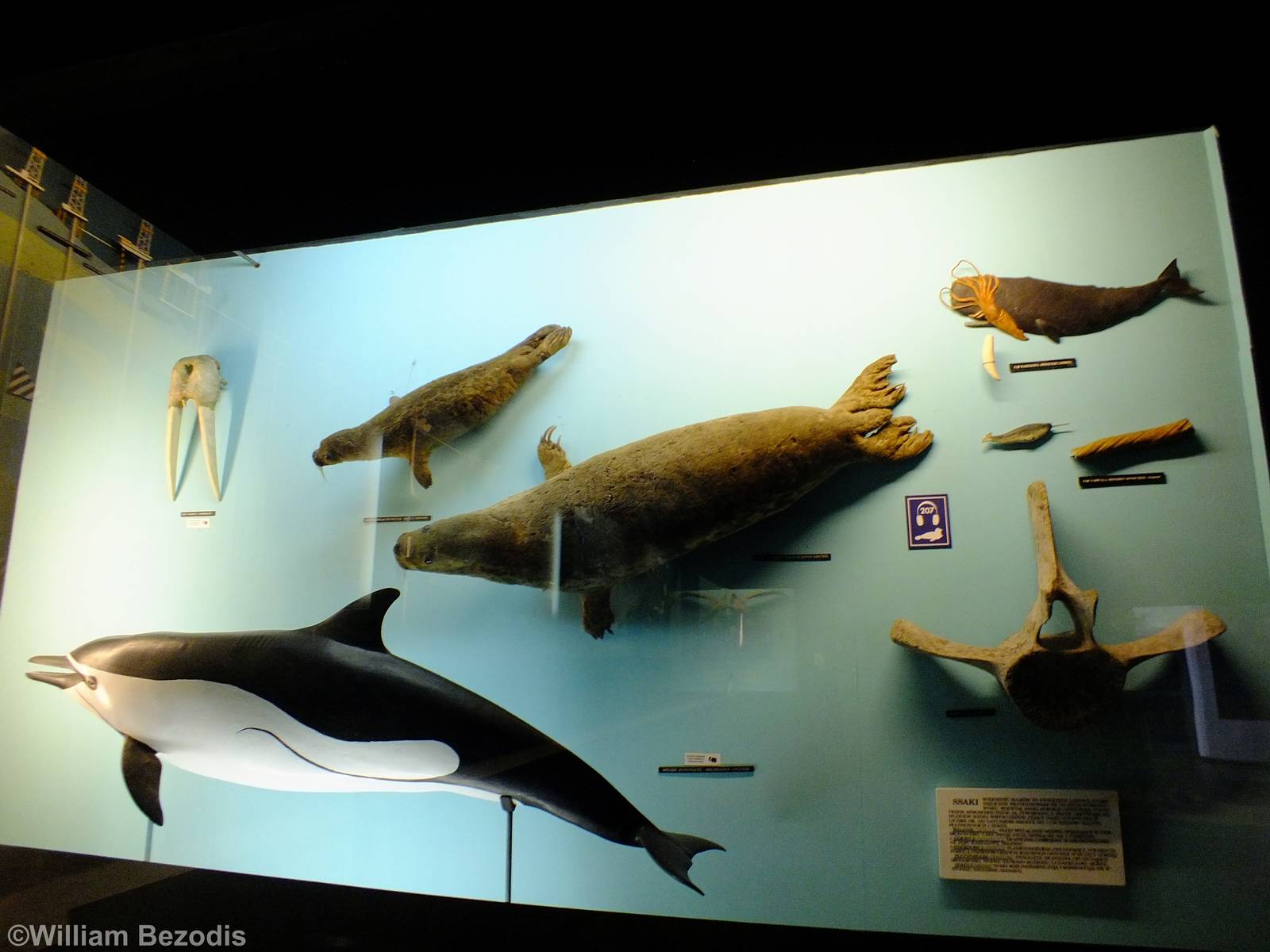 Display in the Education Chamber- Gdynia Aquarium