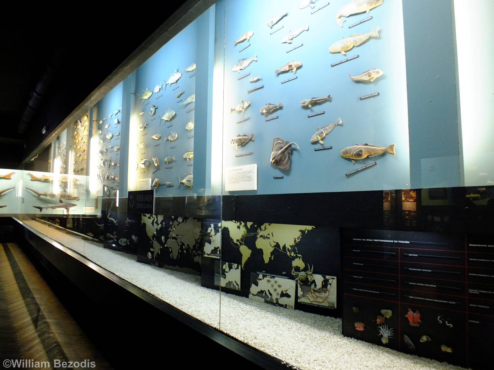 Display in the Education Chamber - Gdynia Aquarium