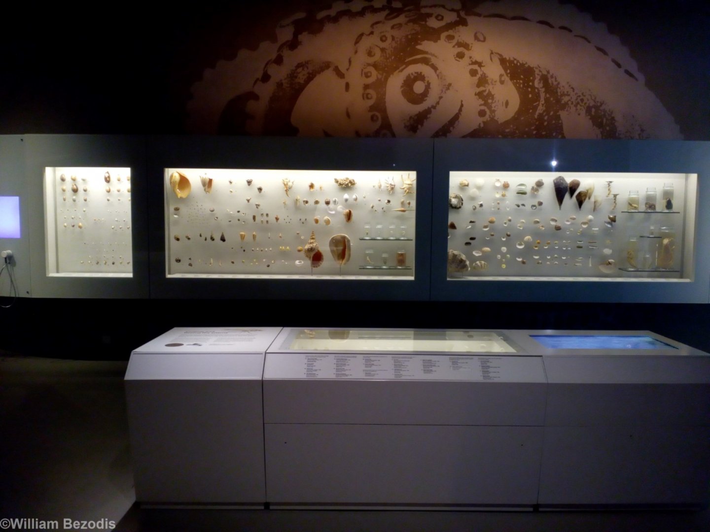 Display - Lee Kong Chian Natural History Museum