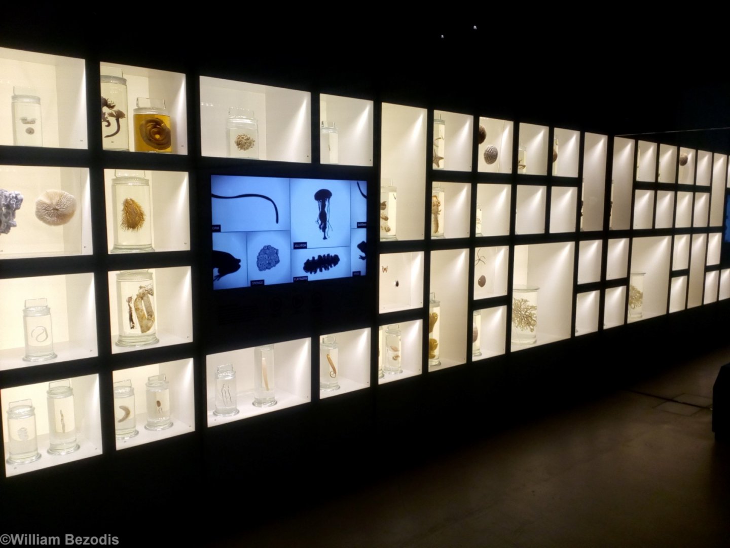 Display - Lee Kong Chian Natural History Museum