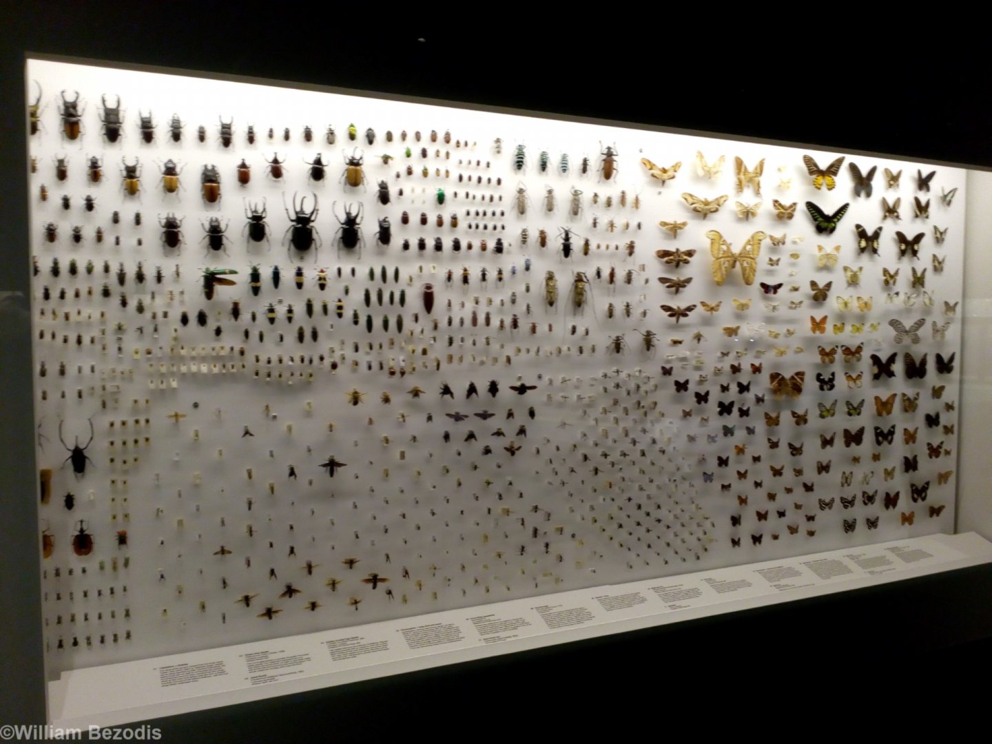 Display - Lee Kong Chian Natural History Museum