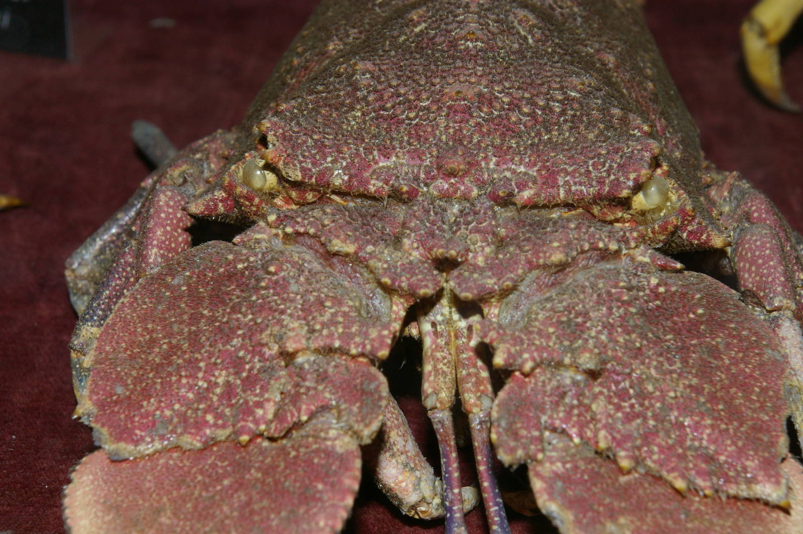 display moult of NZ slipper lobster (Arctides antipodum)