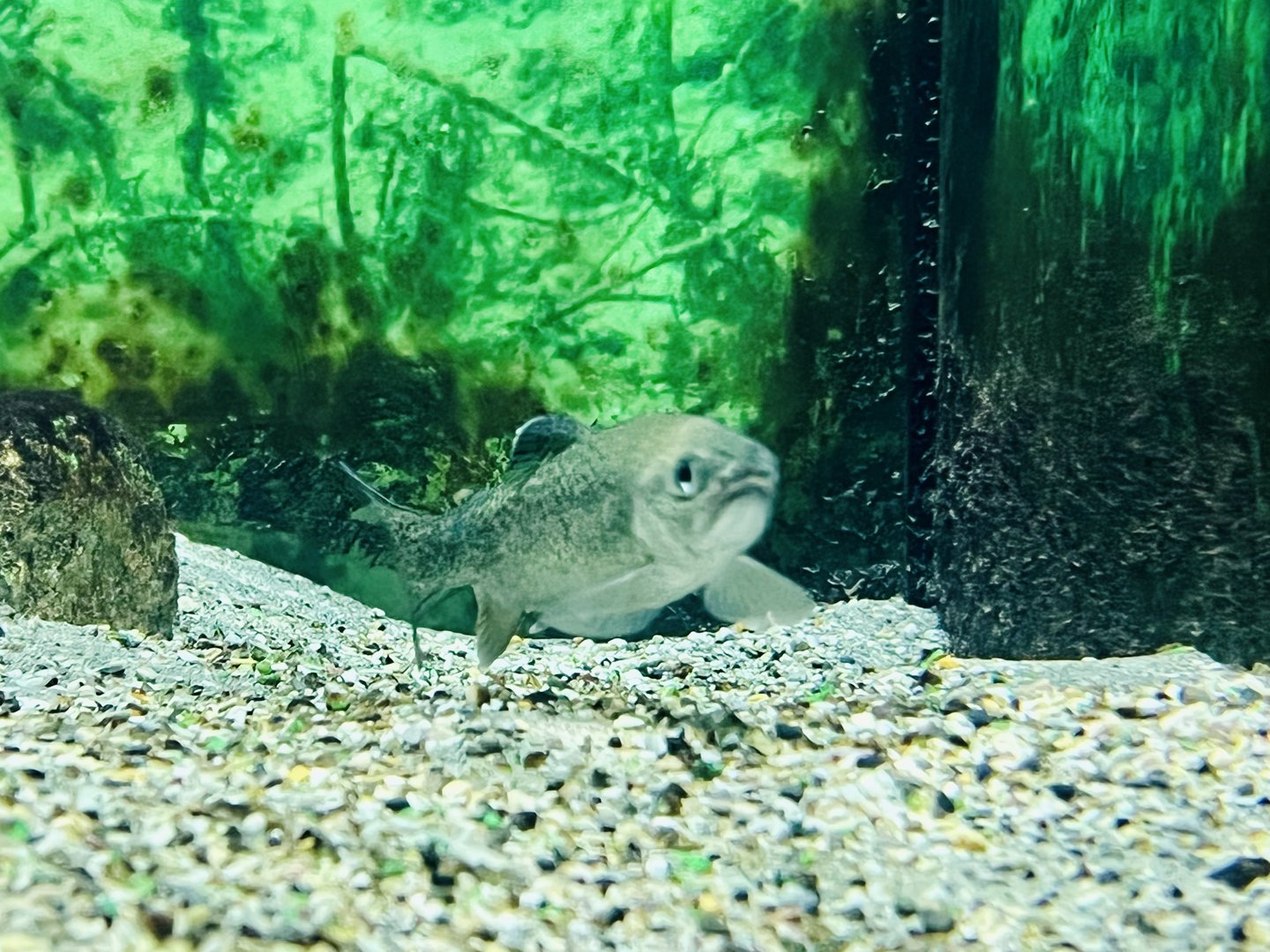 Display of Alberta’s fishes.
