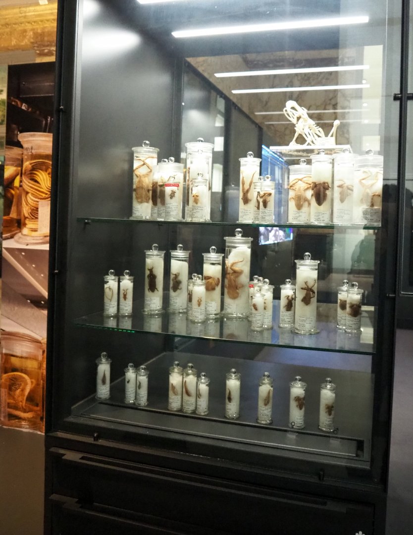 Display of amphibian specimens in the Taxolab area, 2021-10-20