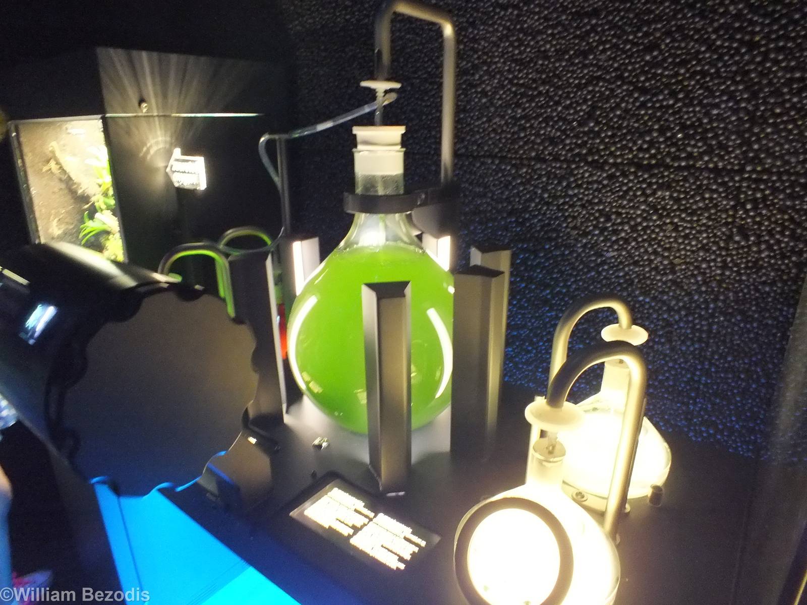 Display of Bioluminescent Algae- Micropia