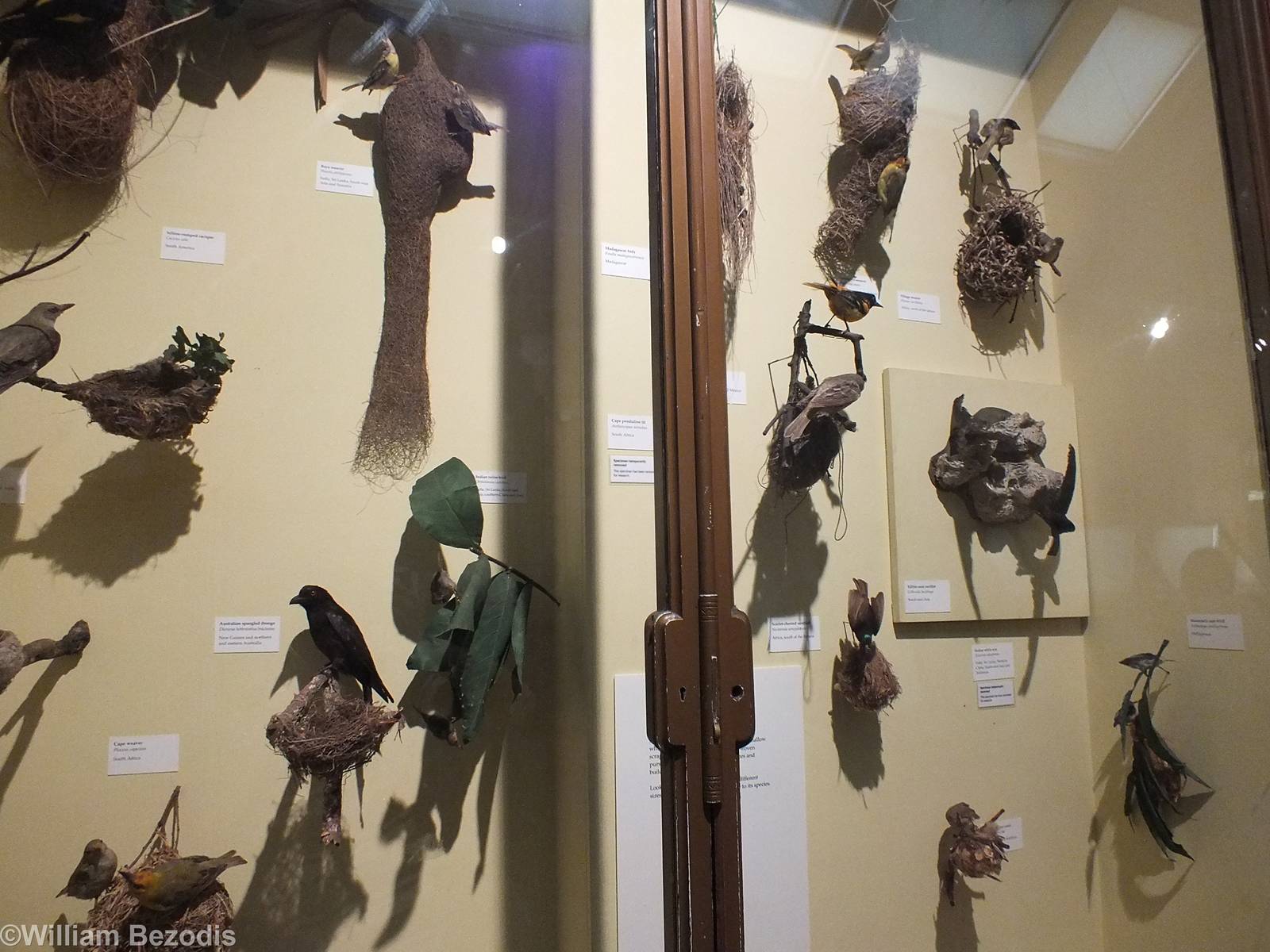 Display of Bird Nests - NHM London