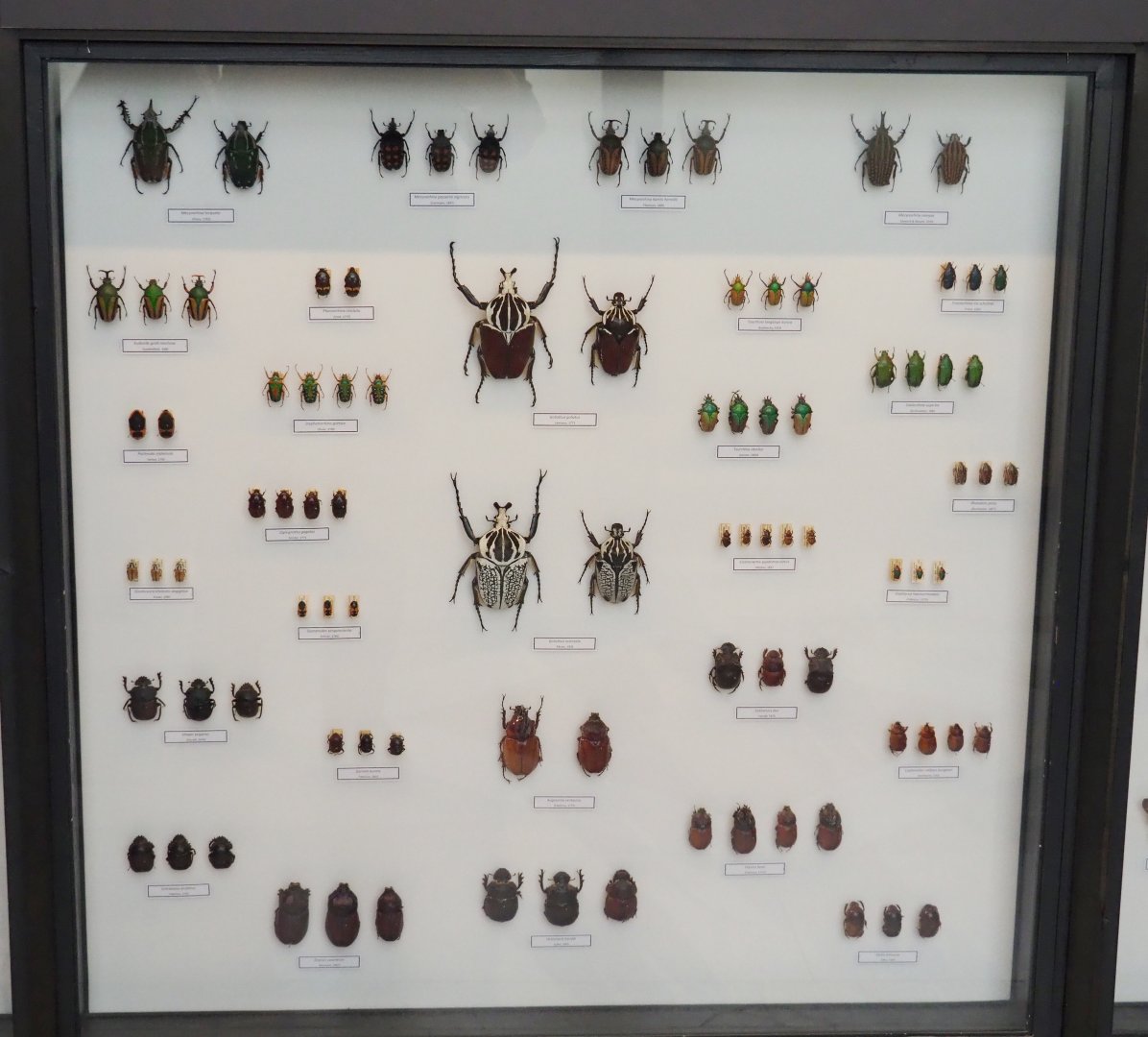 Display of Coleoptera specimens in the Taxolab, 2021-10-20