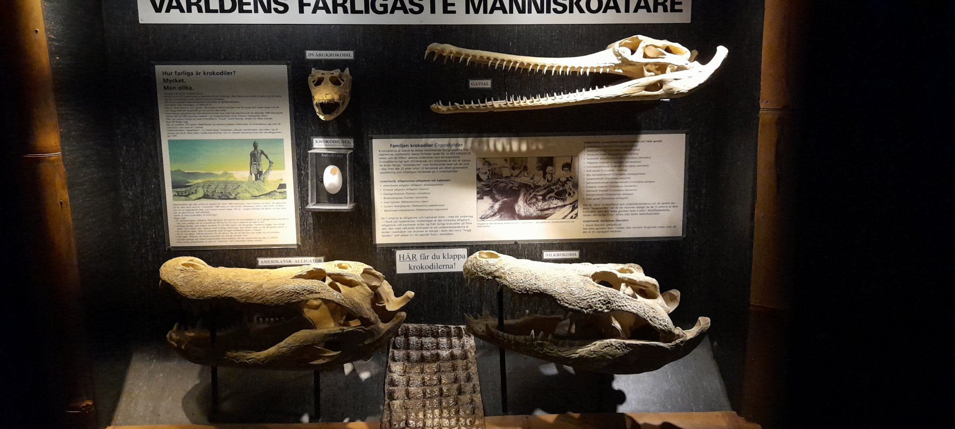 Display of crocodilian skulls