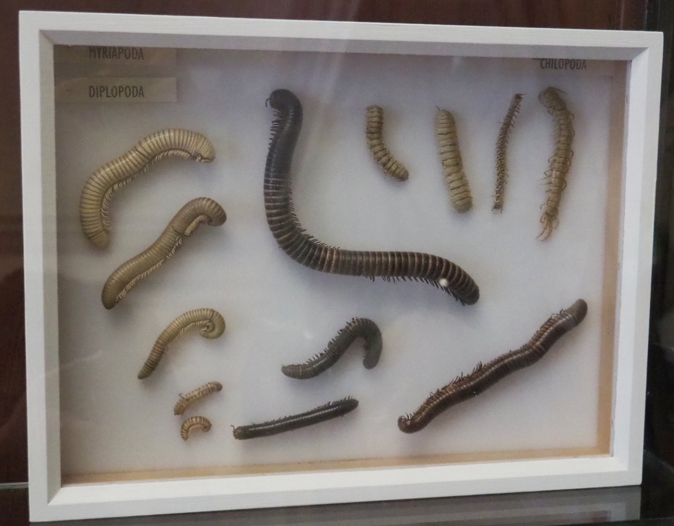 Display of Diplopoda specimens, 2021-10-20