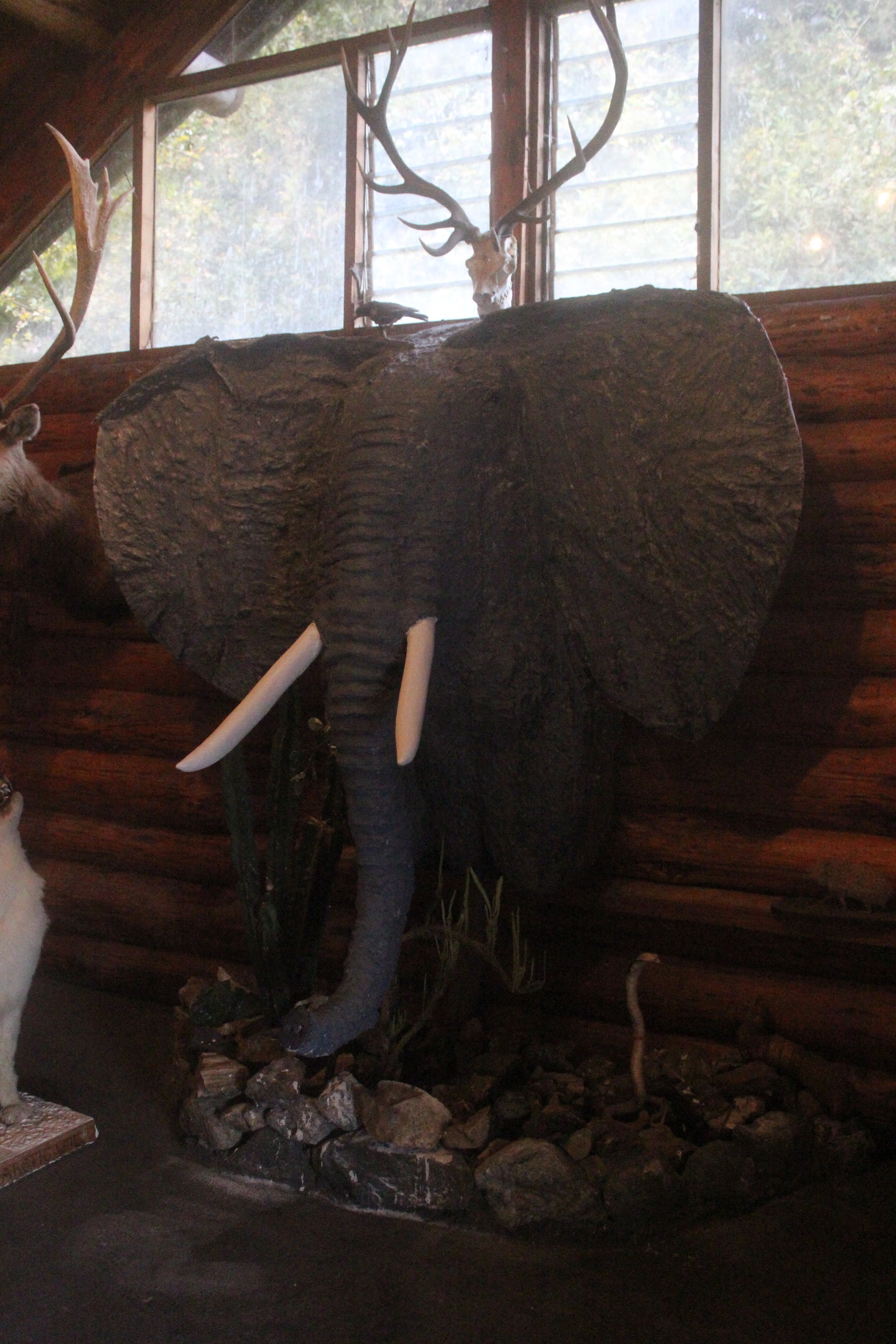 Display of Elephant head, Kahutara Taxidermy Gallery