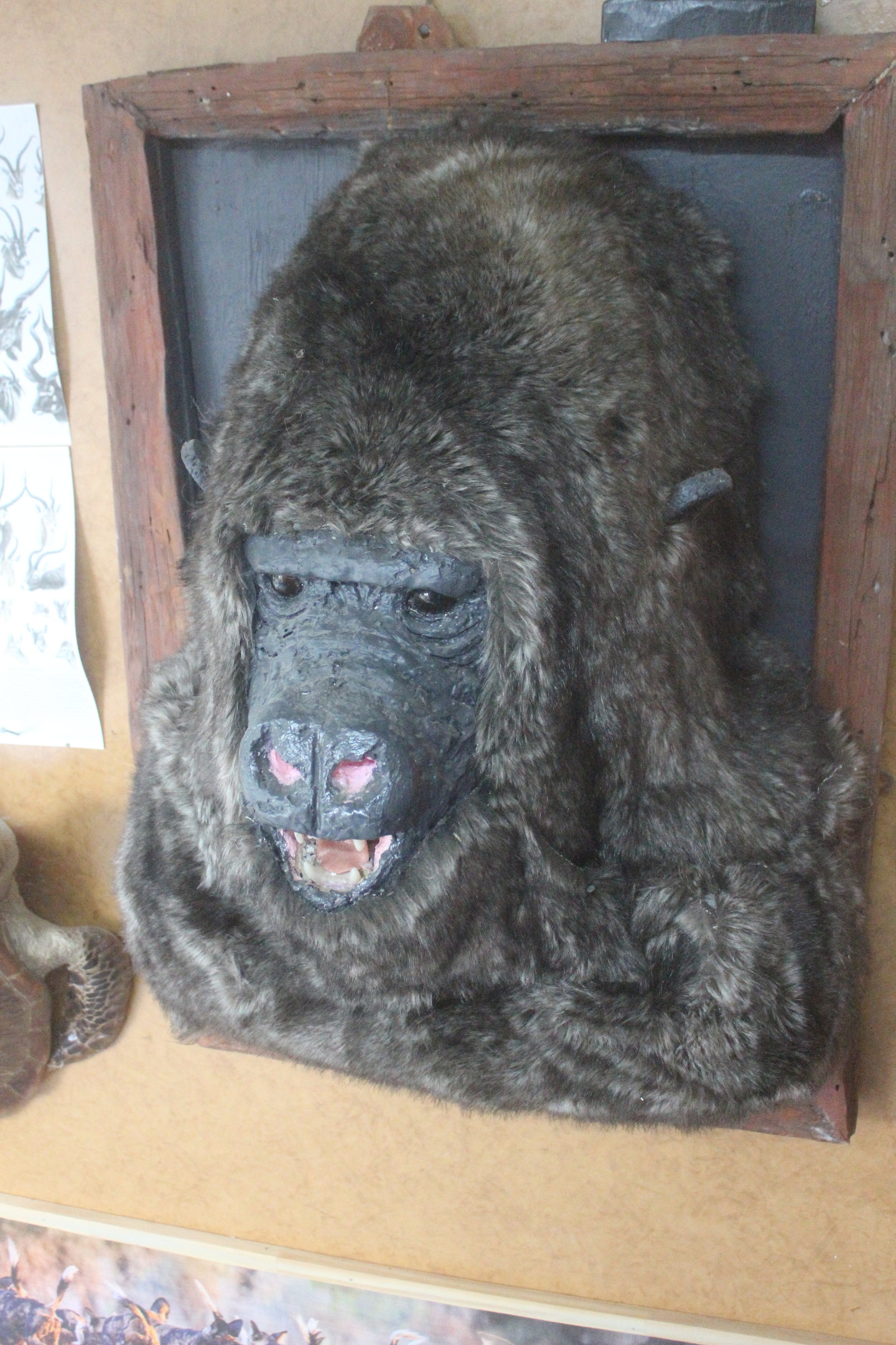 Display of Gorilla head, Kahutara Taxidermy Gallery