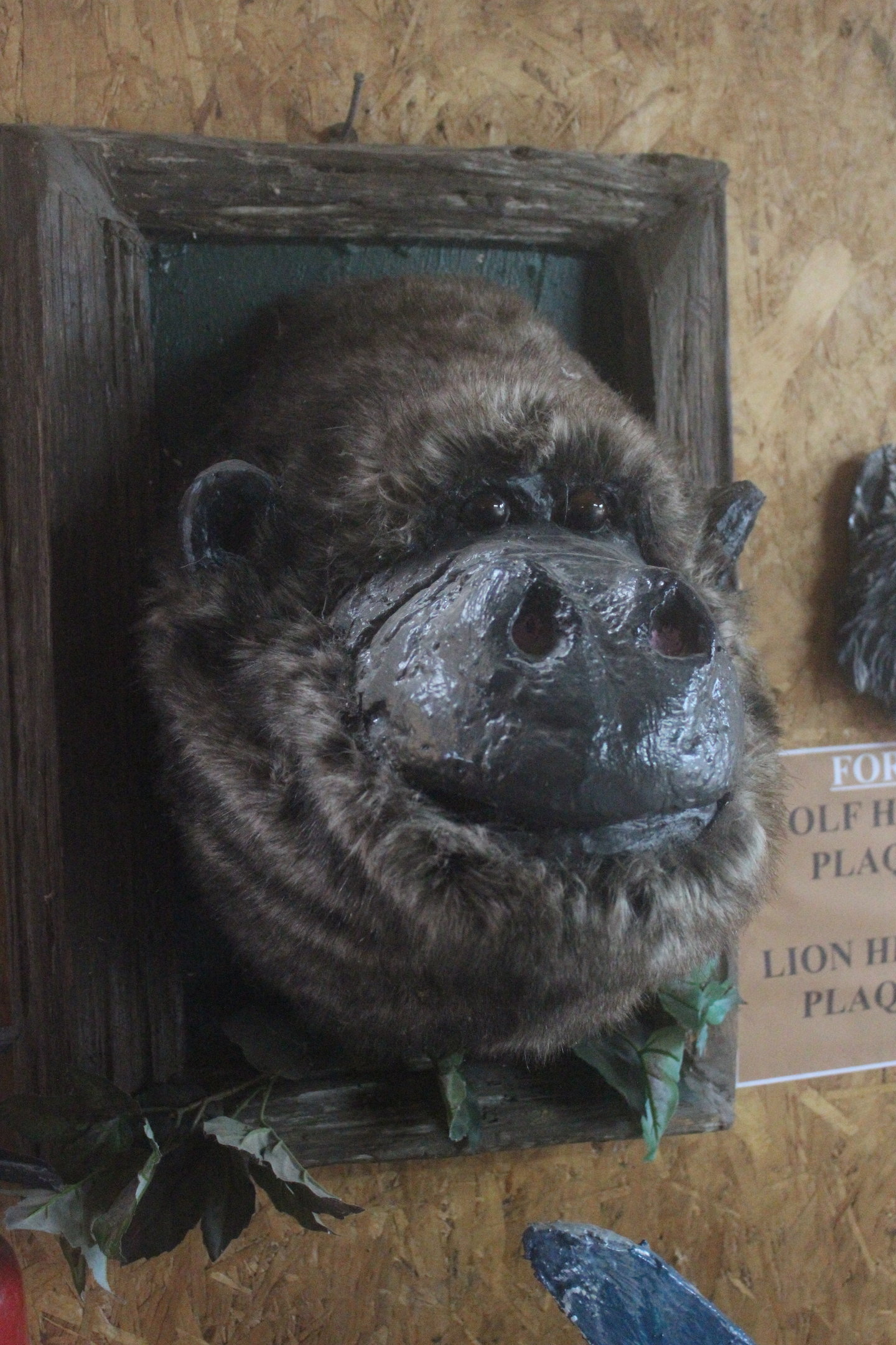 Display of Gorilla head, Kahutara Taxidermy Gallery