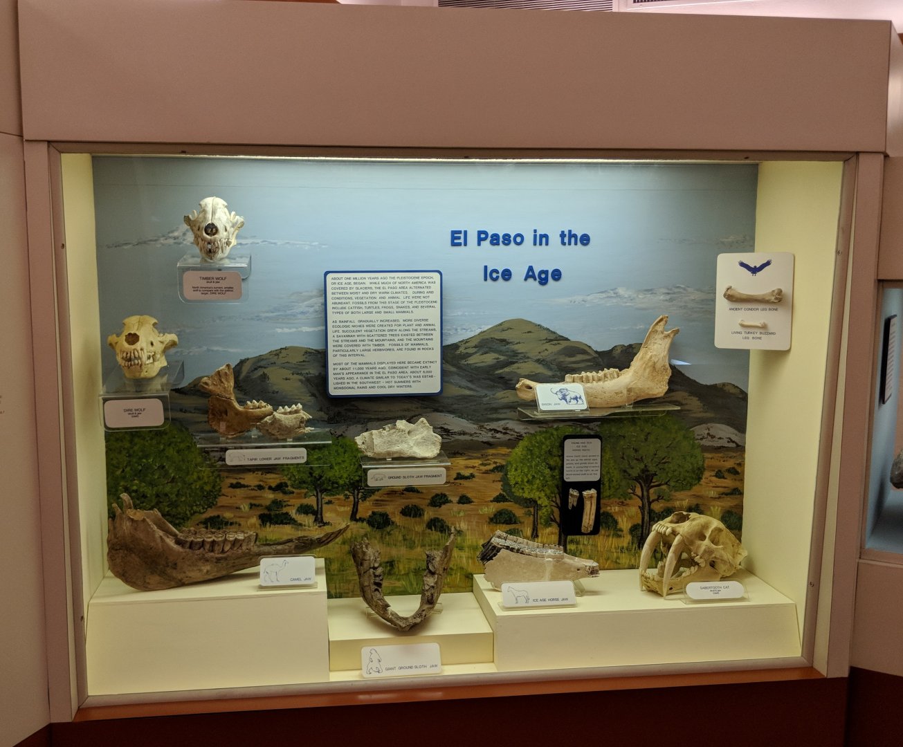 Display of Ice Age fossils from El Paso