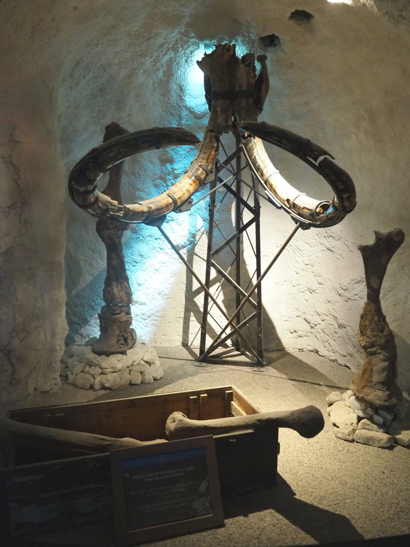 Display of mammoth bones, 2022-09-14