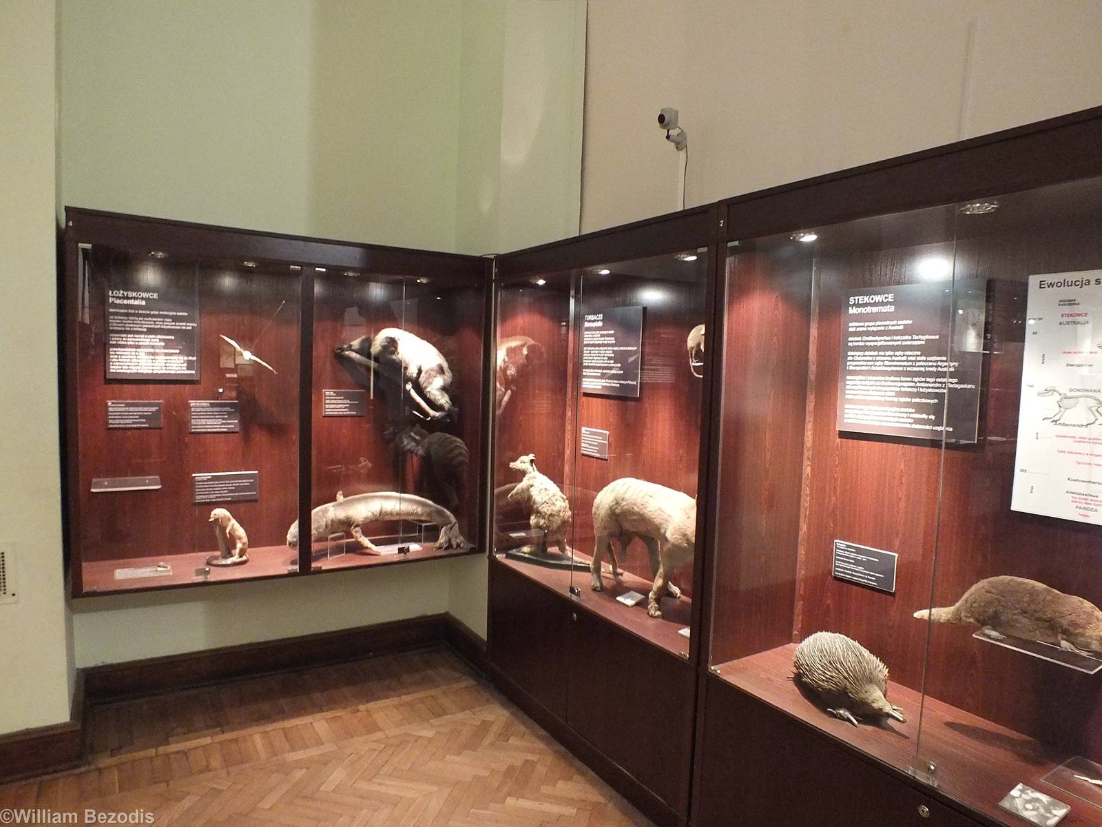 Display of Monotremes (right), Marsupials (centre) and Placental Mammals (l