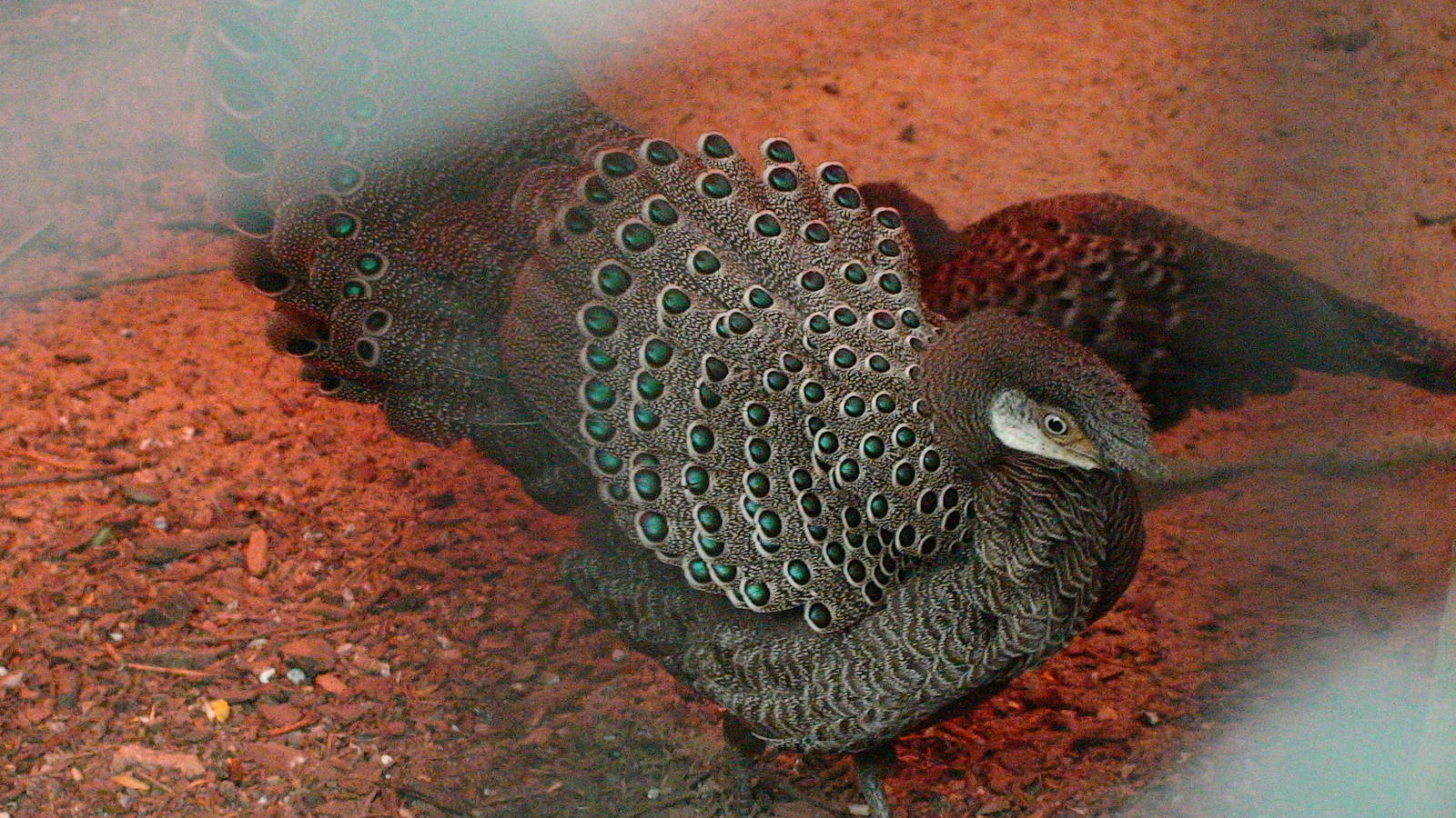 Display of Polyplectron bicalcaratum